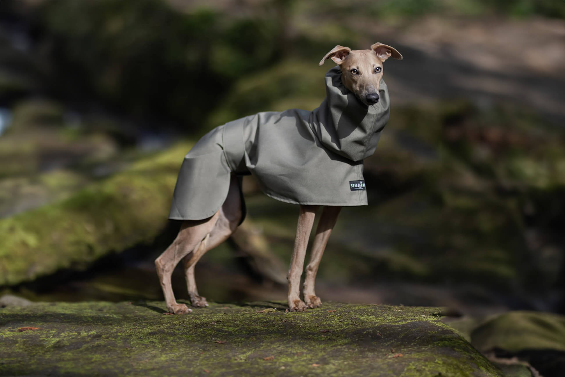 Whippet Coats