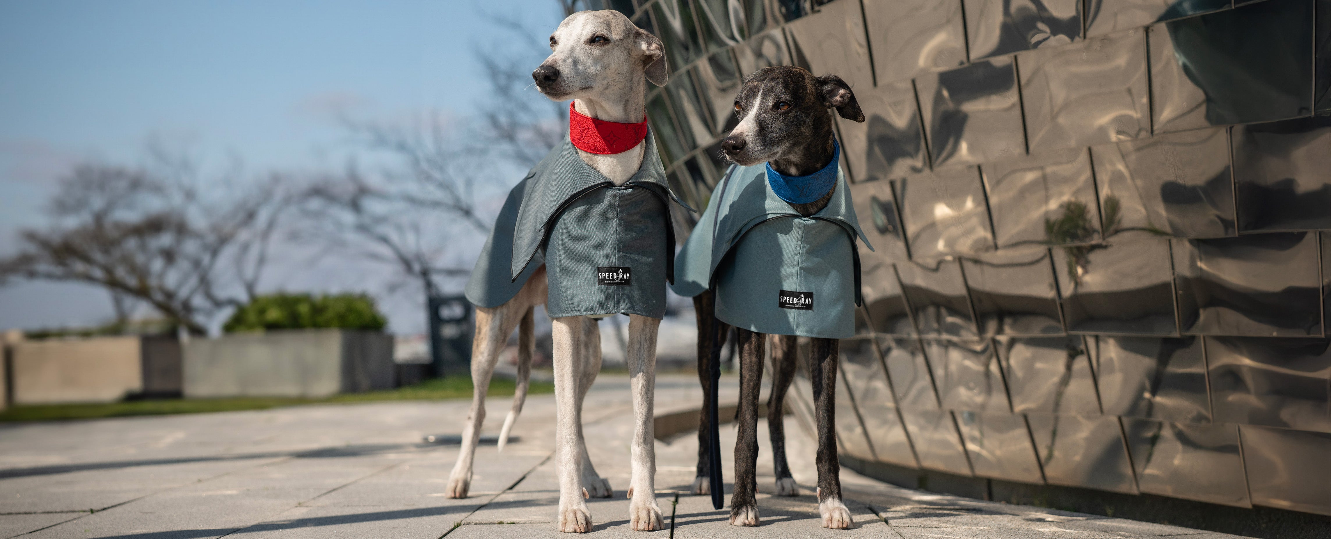 Whippet Coats