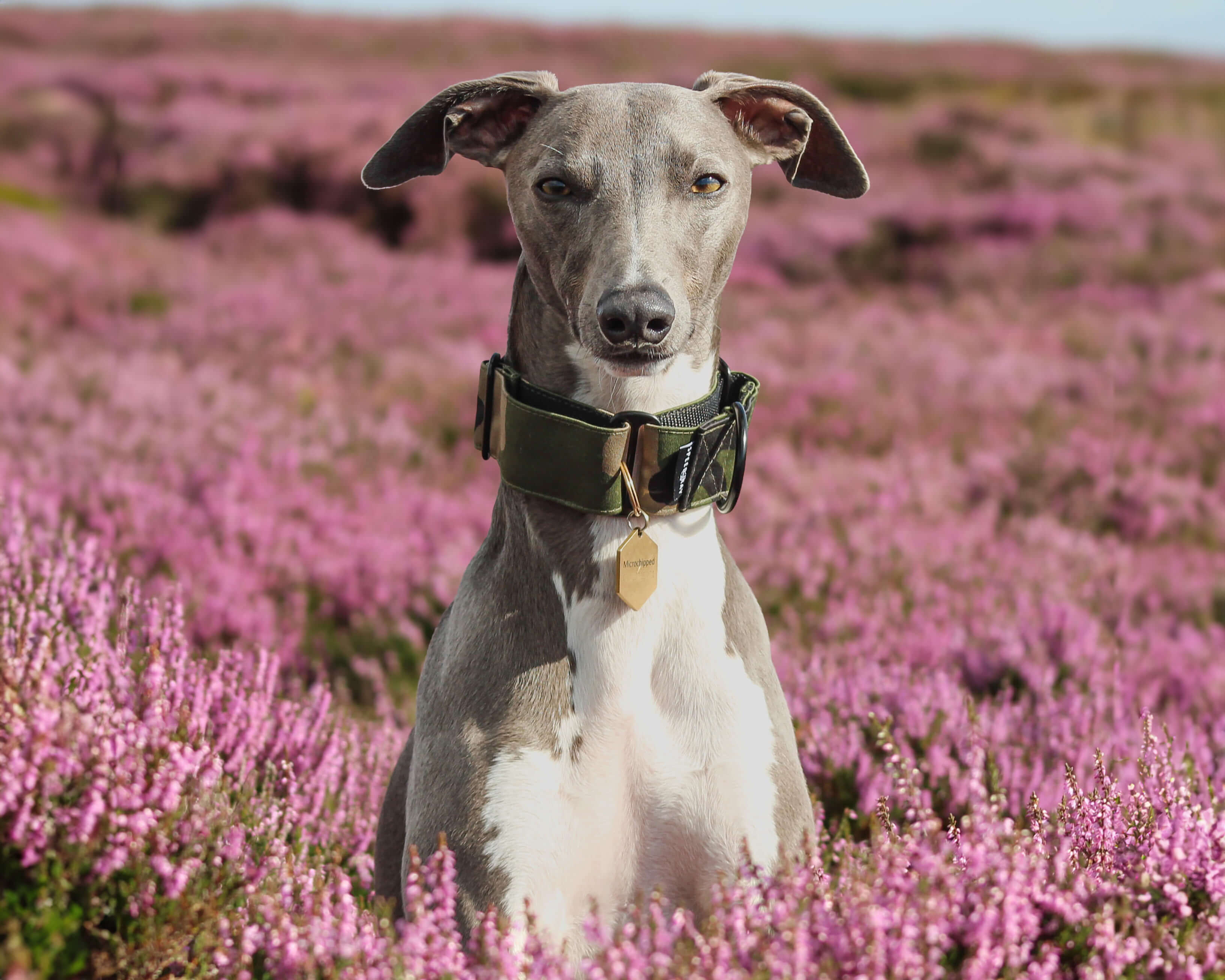 Sighthound Accessories