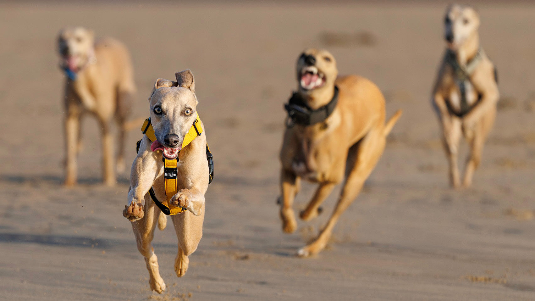 Sighthound Accessories