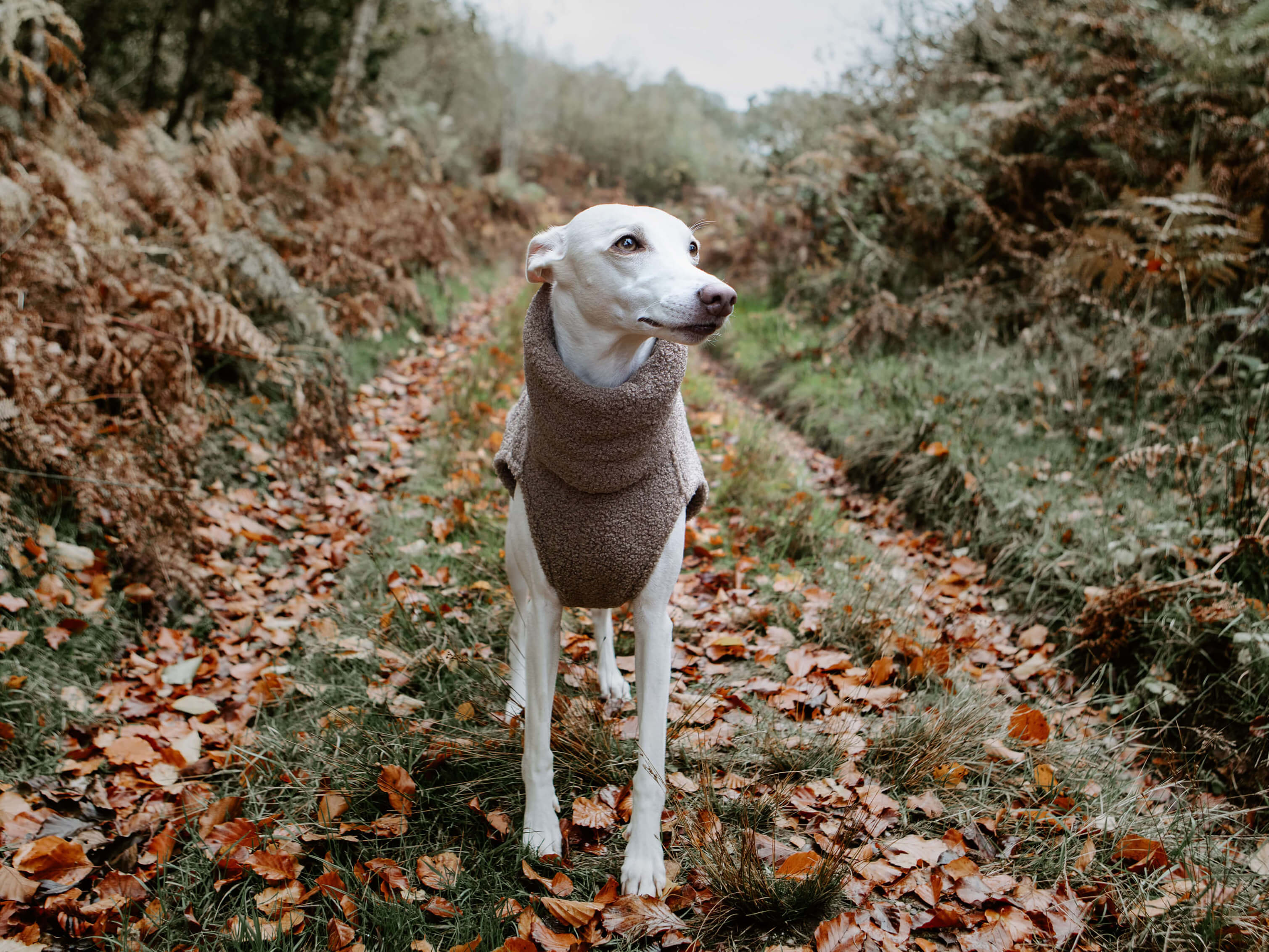 THE BERRY Jumper