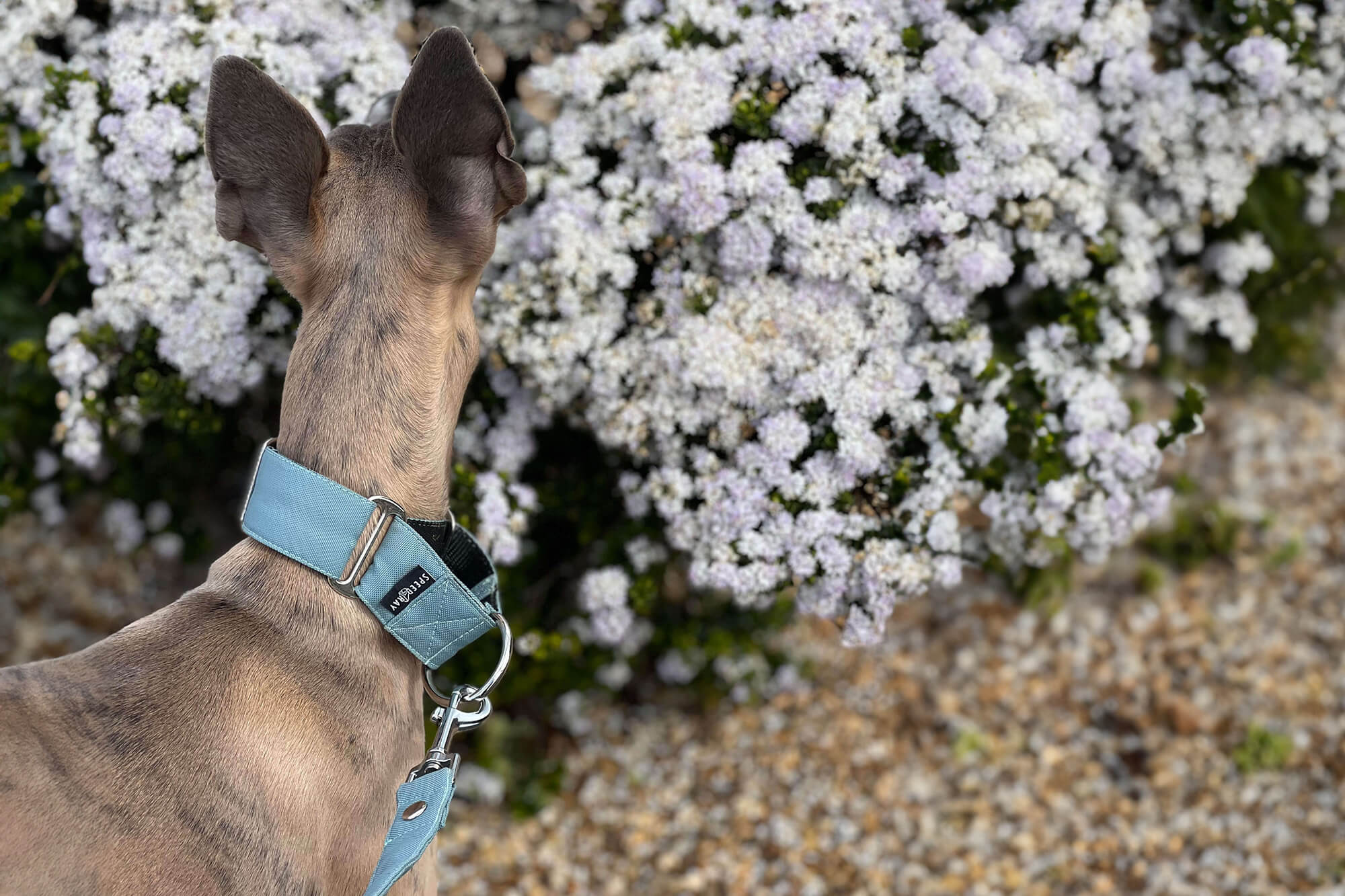 Martingale Dog Collars