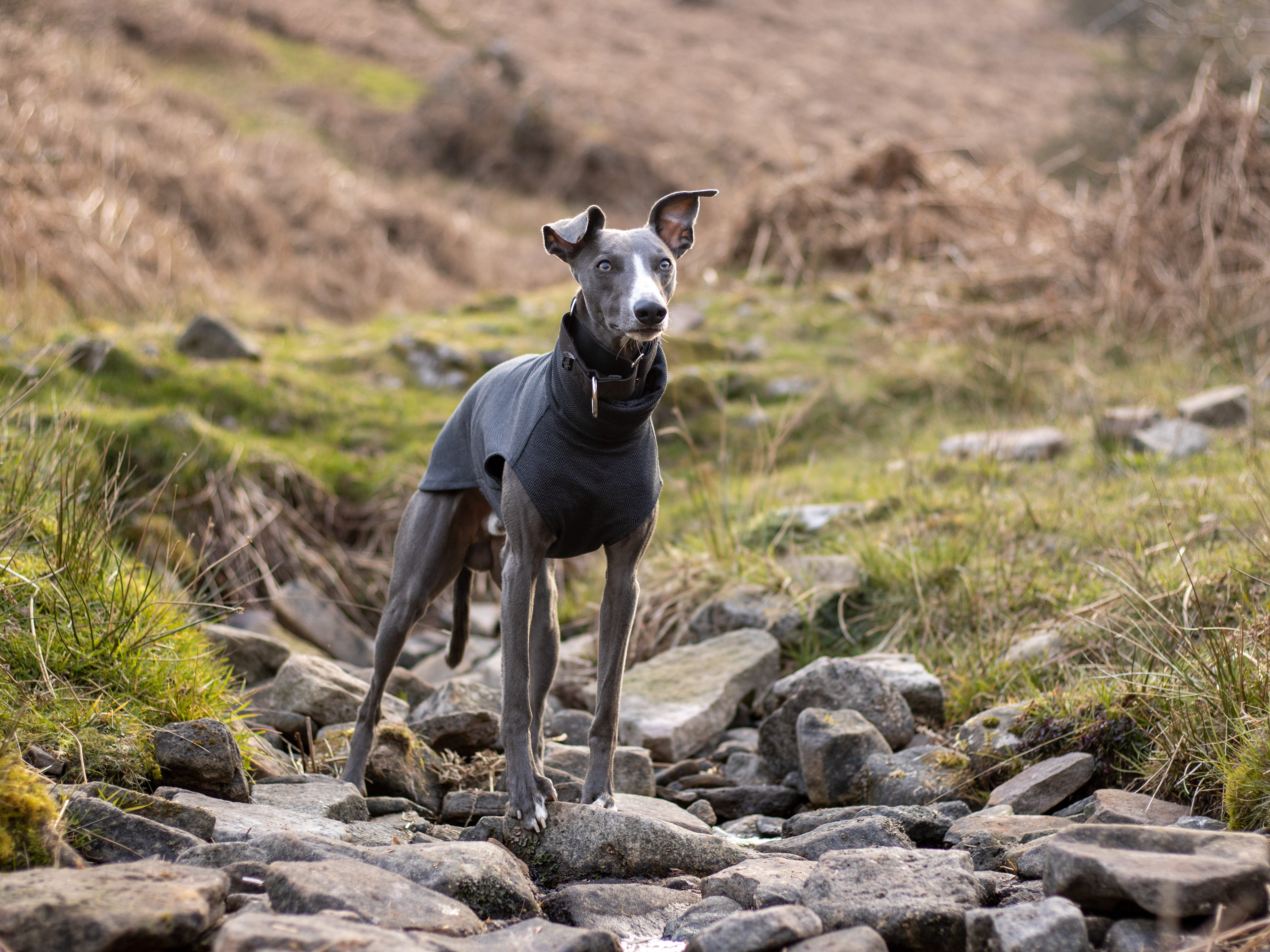 Whippet Jumpers