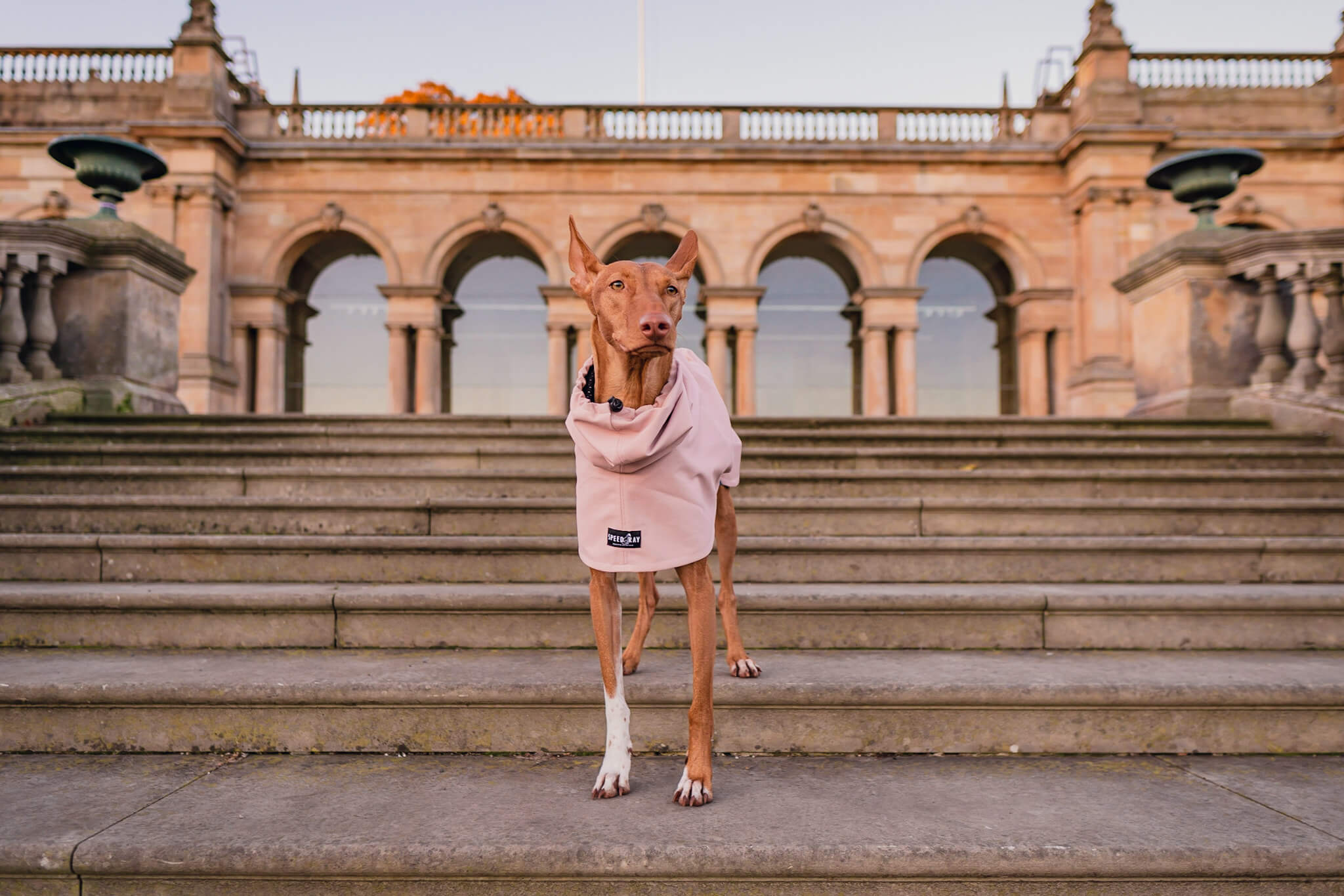 Greyhound Coats