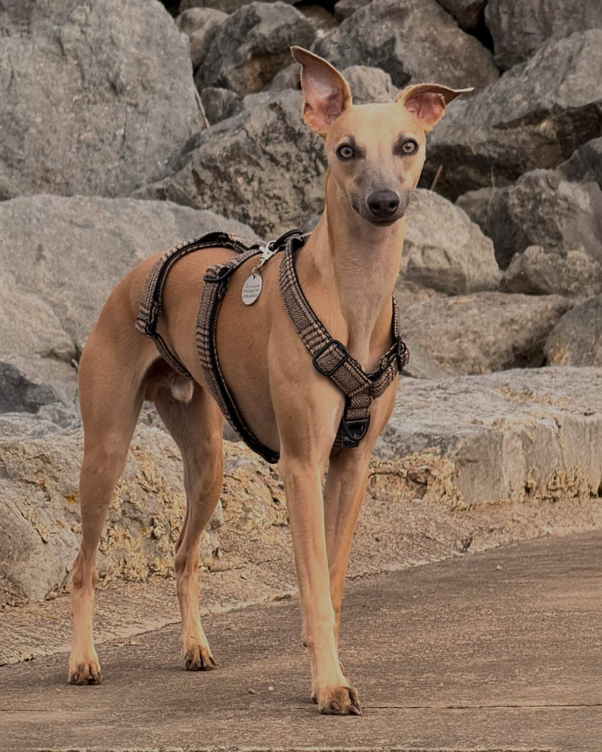 3 Point Sighthound Harness - Patterns