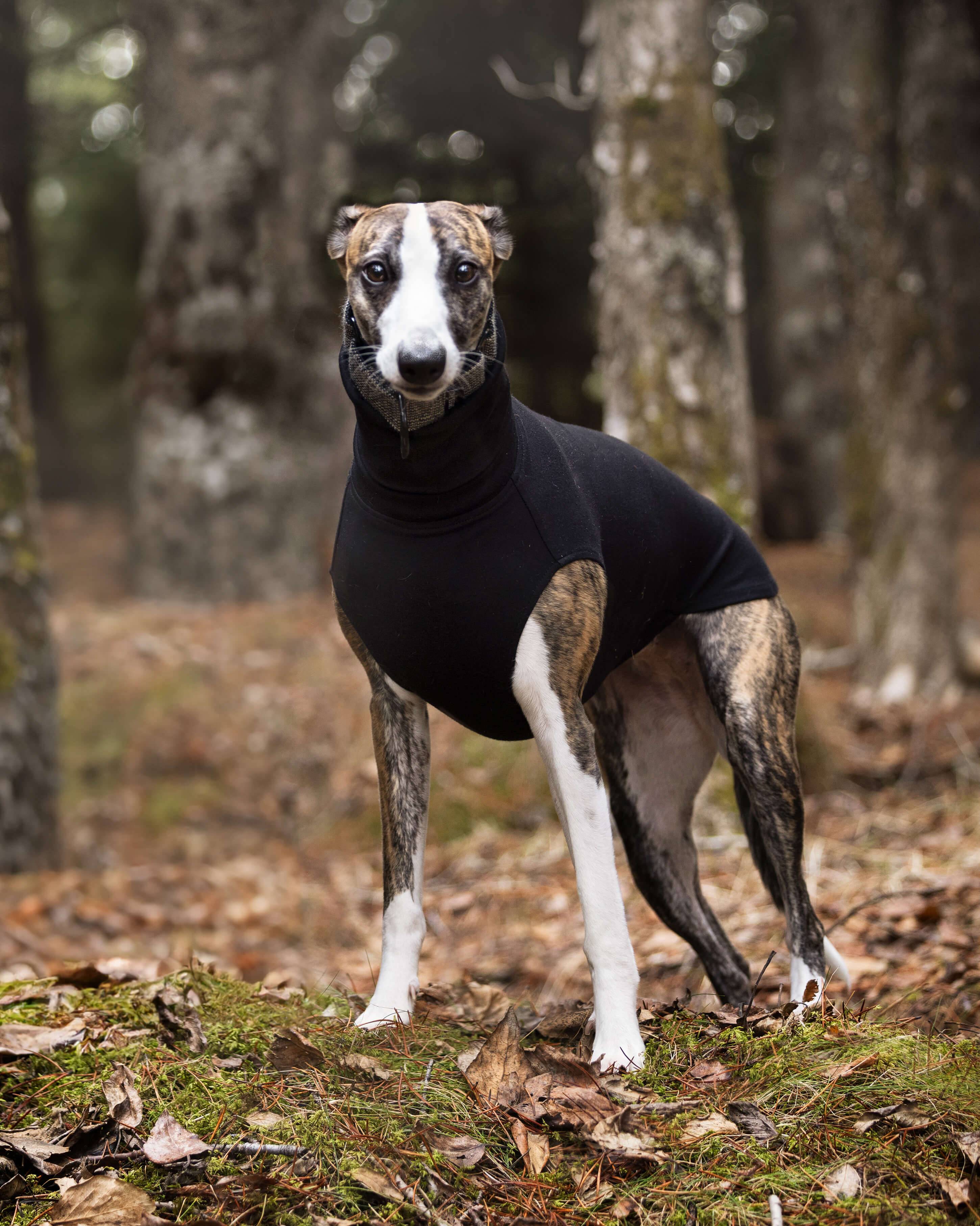 THE CAIRO Whippet Jumper (Darks)