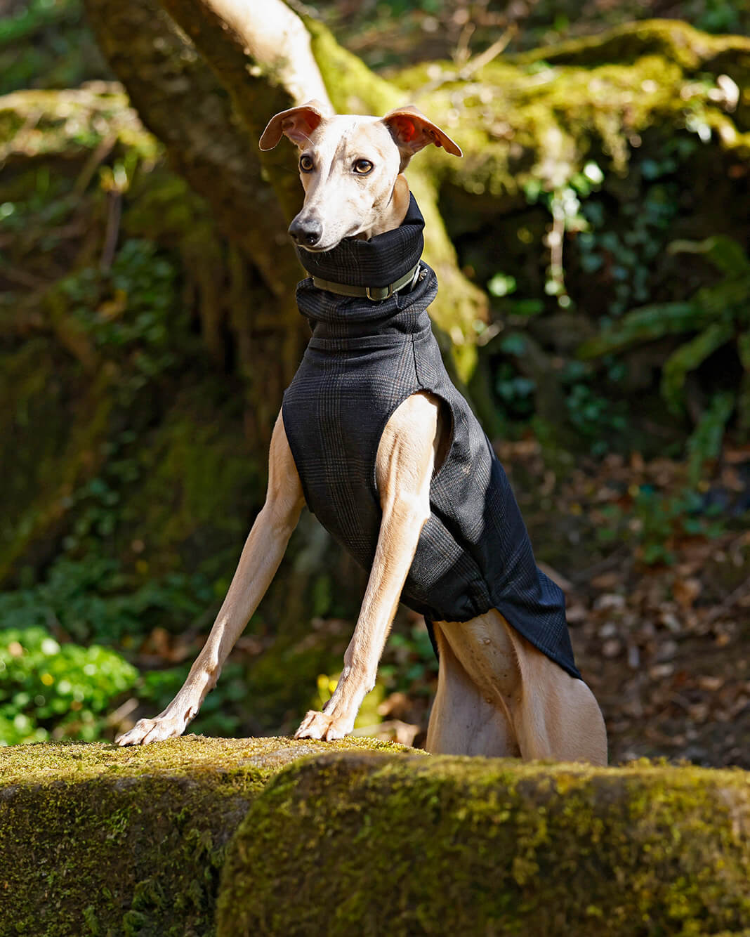 The RICO Whippet Jumper