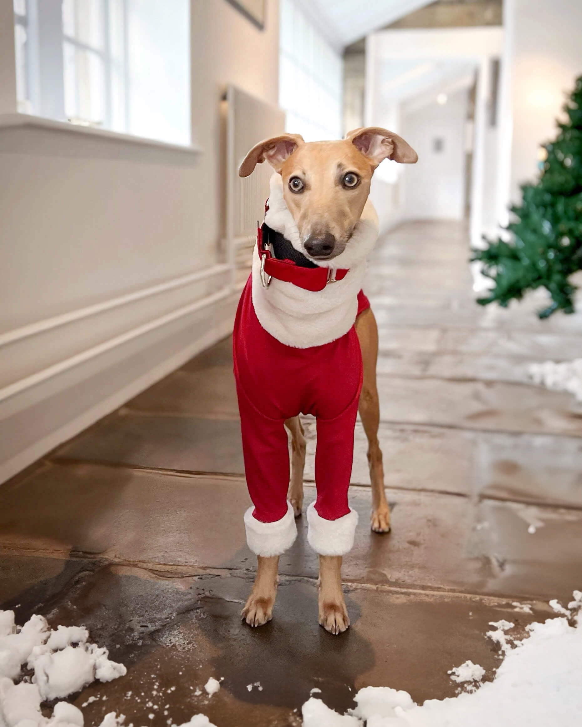 Whippet Christmas Jumper