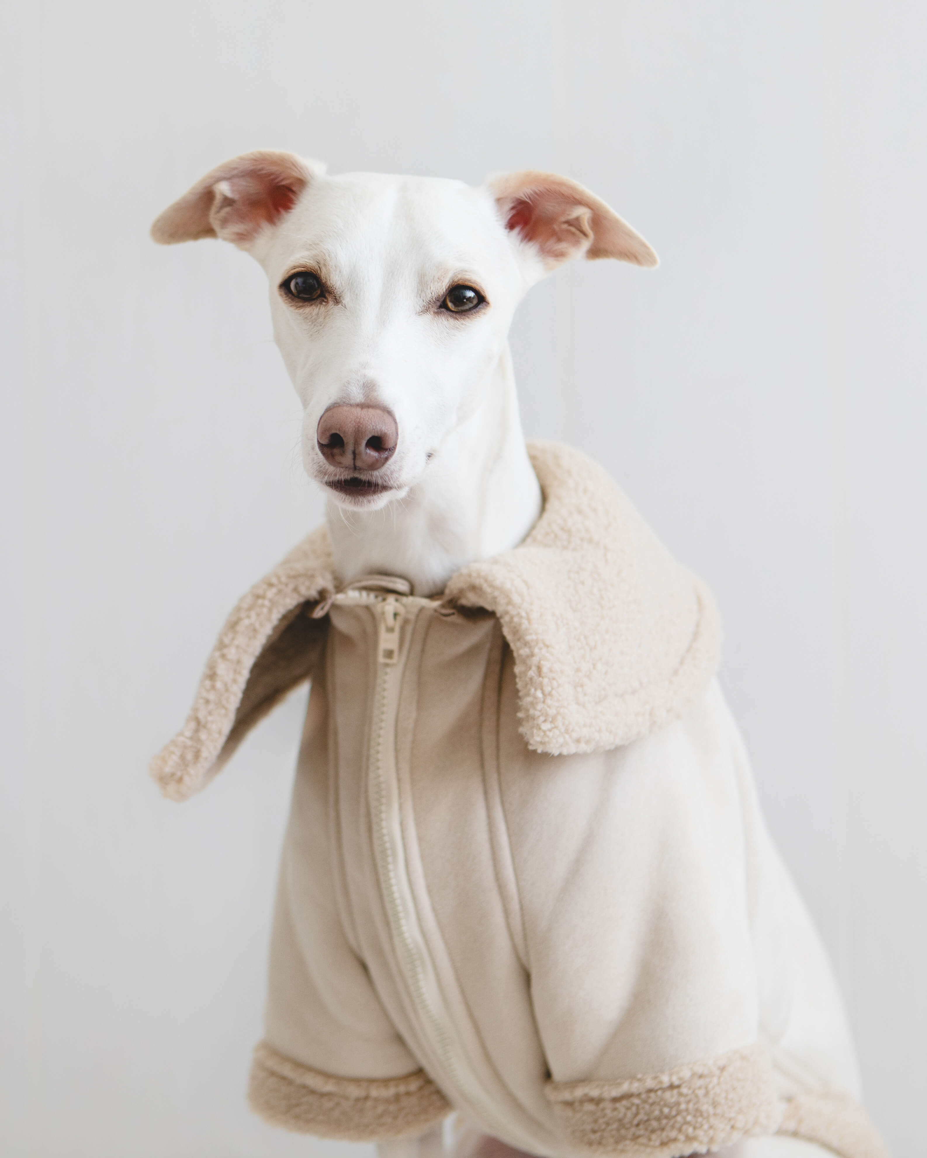 THE ANUBIS Whippet Flying Jacket