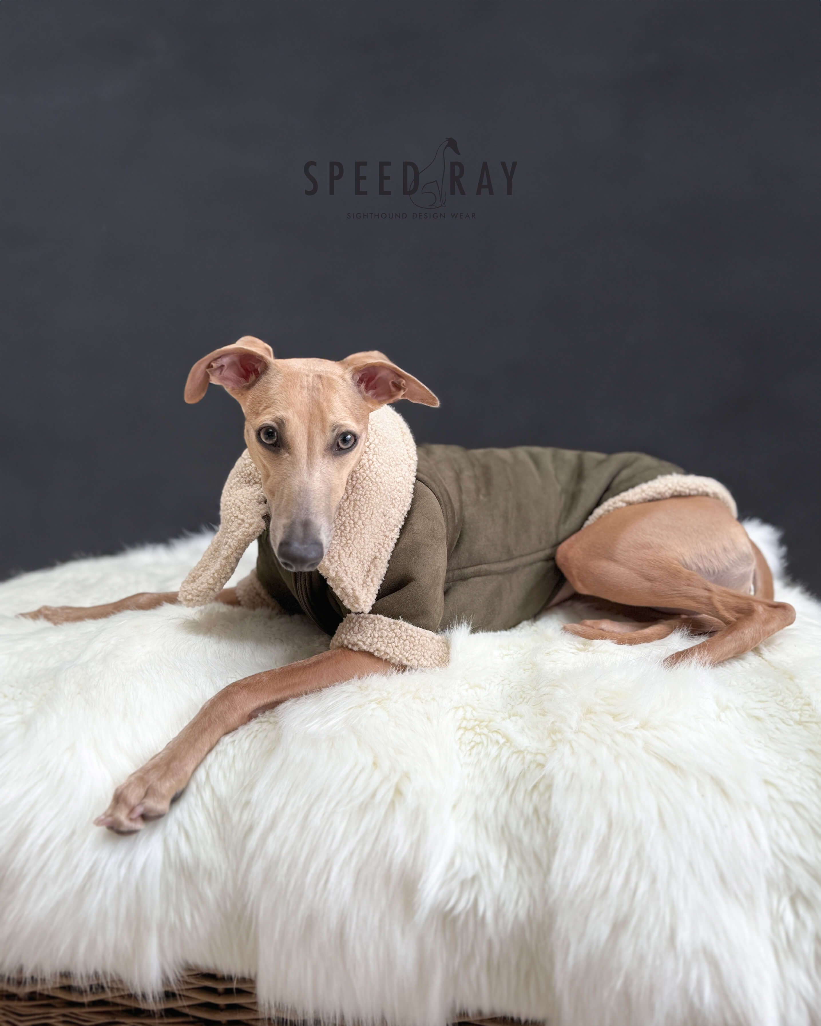 THE ANUBIS Flying Jacket - Greyhound Size