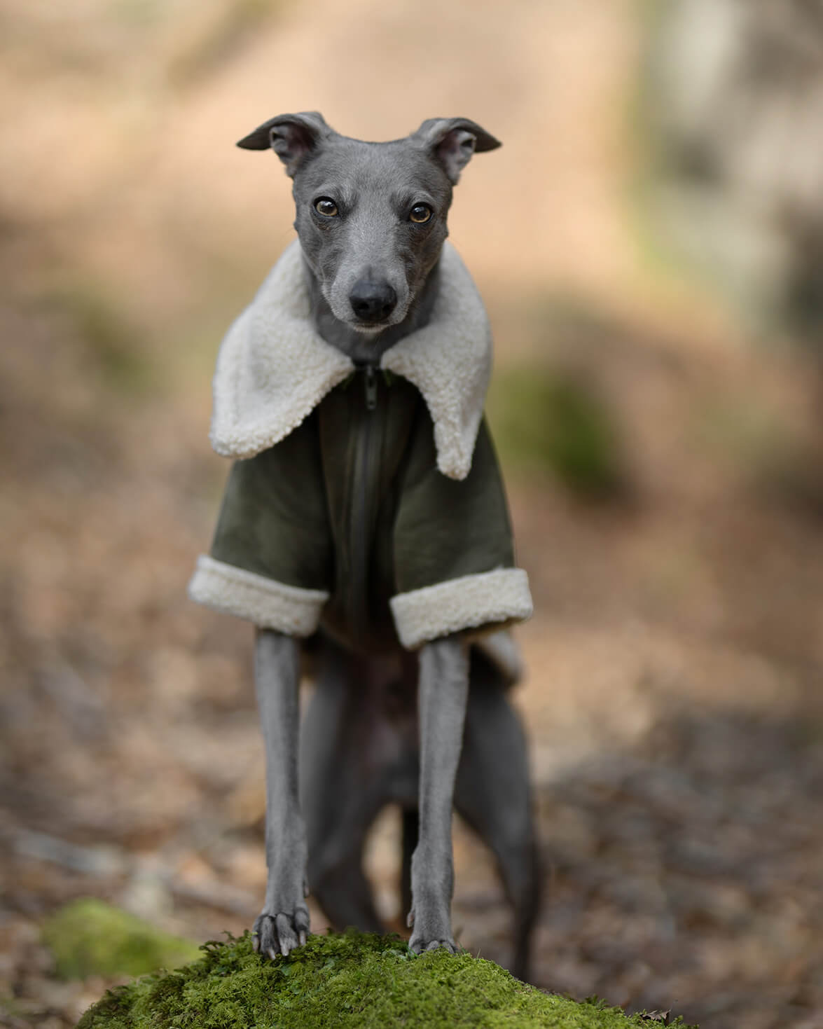 THE ANUBIS Whippet Flying Jacket