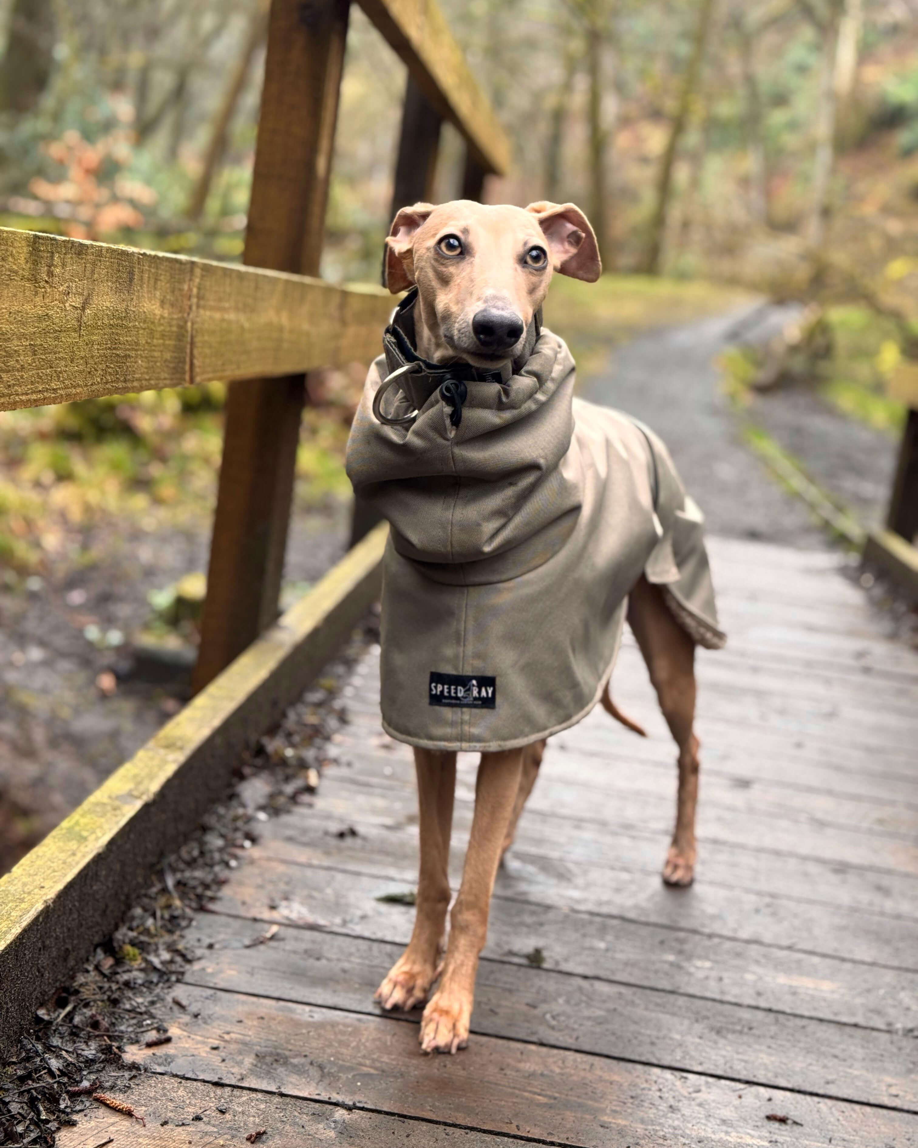 THE ELSA Lightweight, Water Resistant, Whippet Raincoat - Sherpa Edition