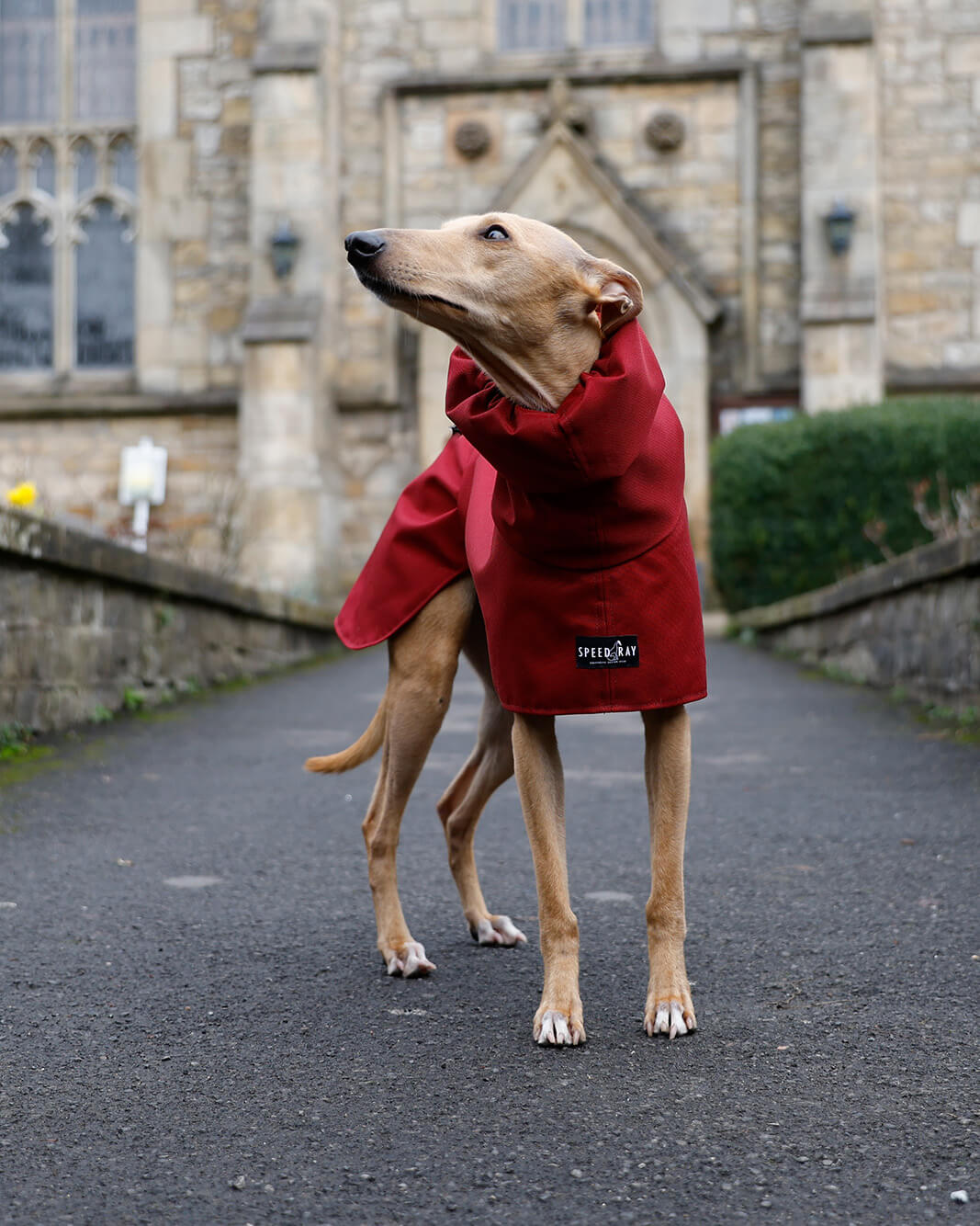 Whippet Waterproof Coat Harness Hole Design Feature Adjustable Fit Protection Gear Rain Walking Dog Apparel Embroidered Pet Rain Jacket Iggy