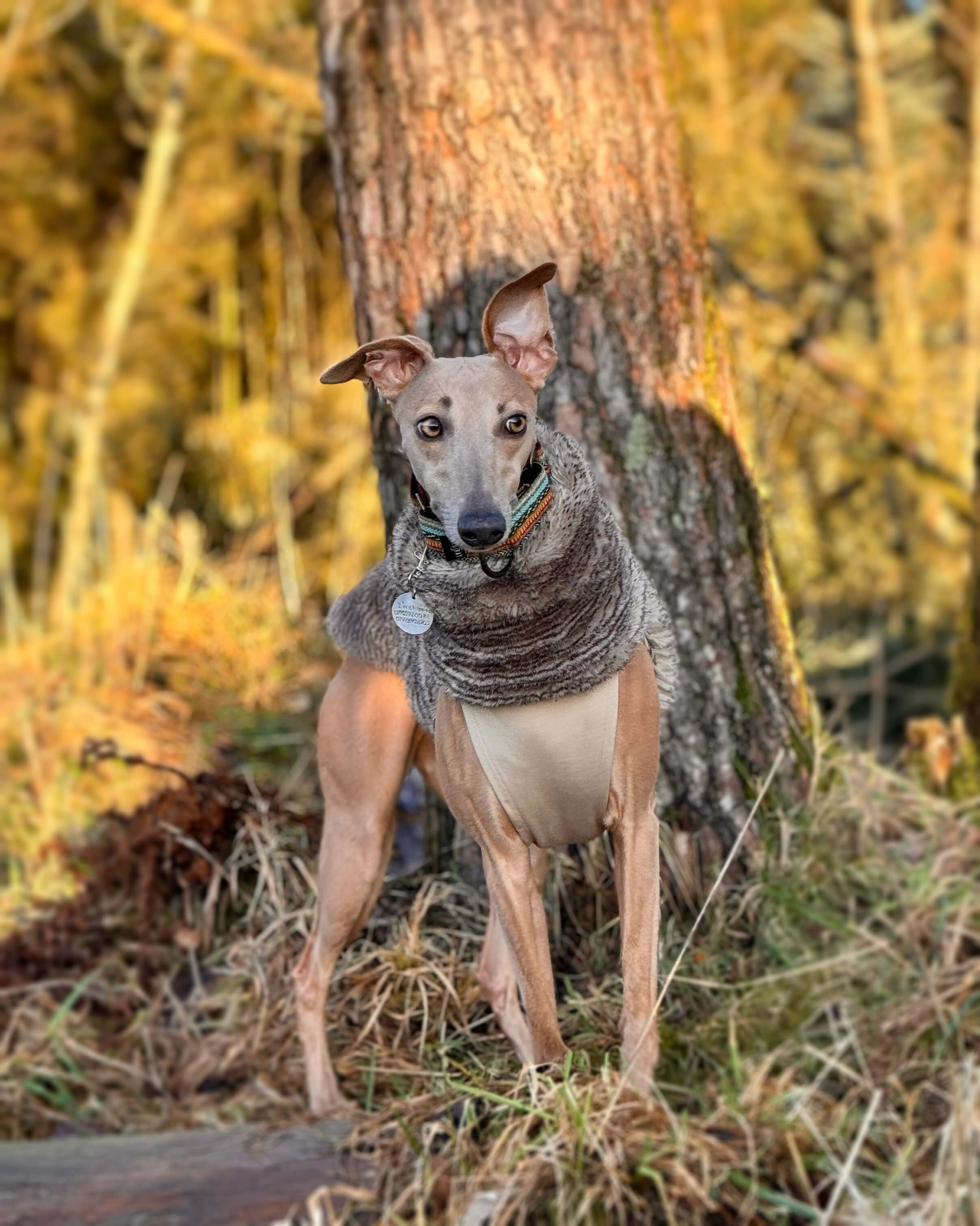 The PANDORA Whippet Jumper