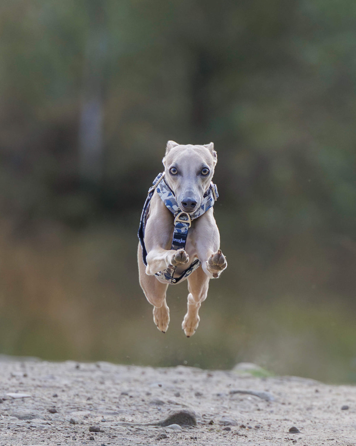3 Point Sighthound Harness - Patterns