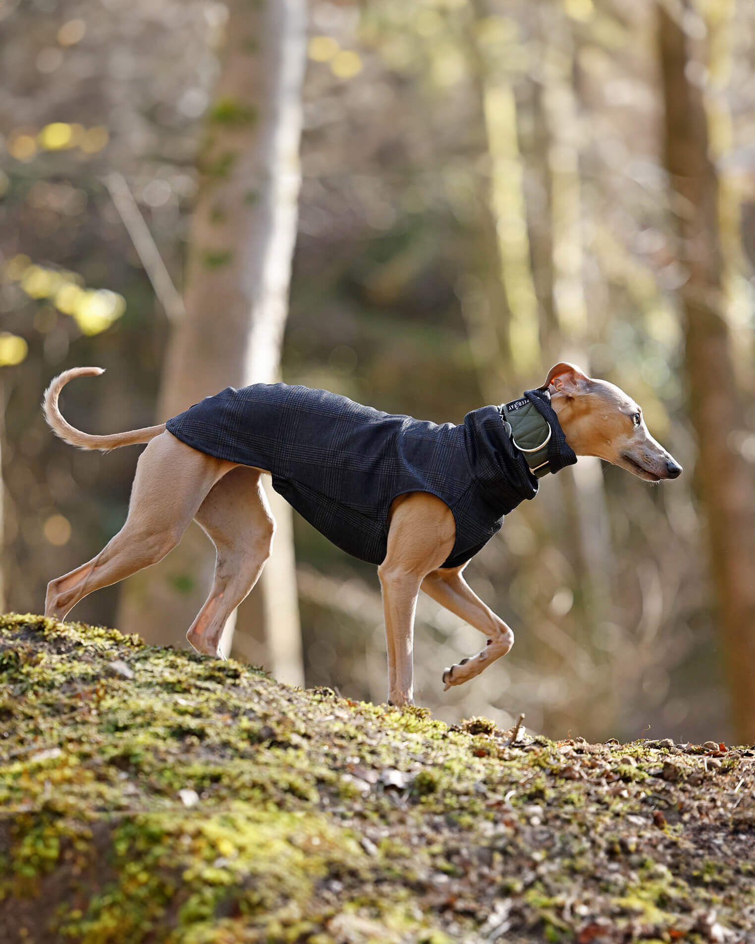 The RICO Whippet Jumper