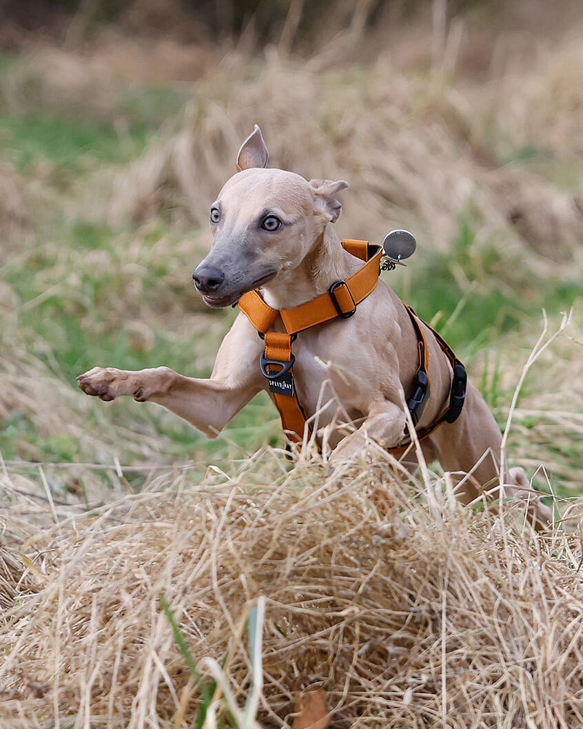 THE ELSA 3 Point Harness