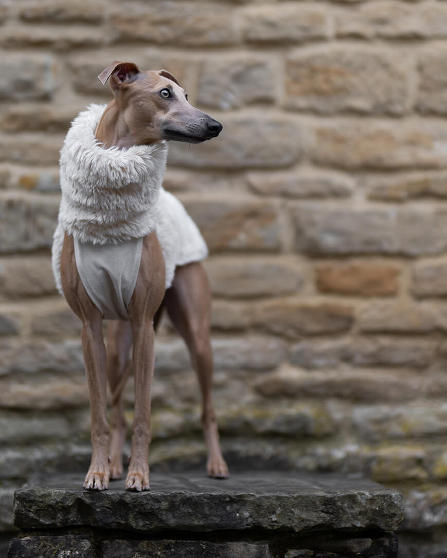 Shops whippet lurcher for