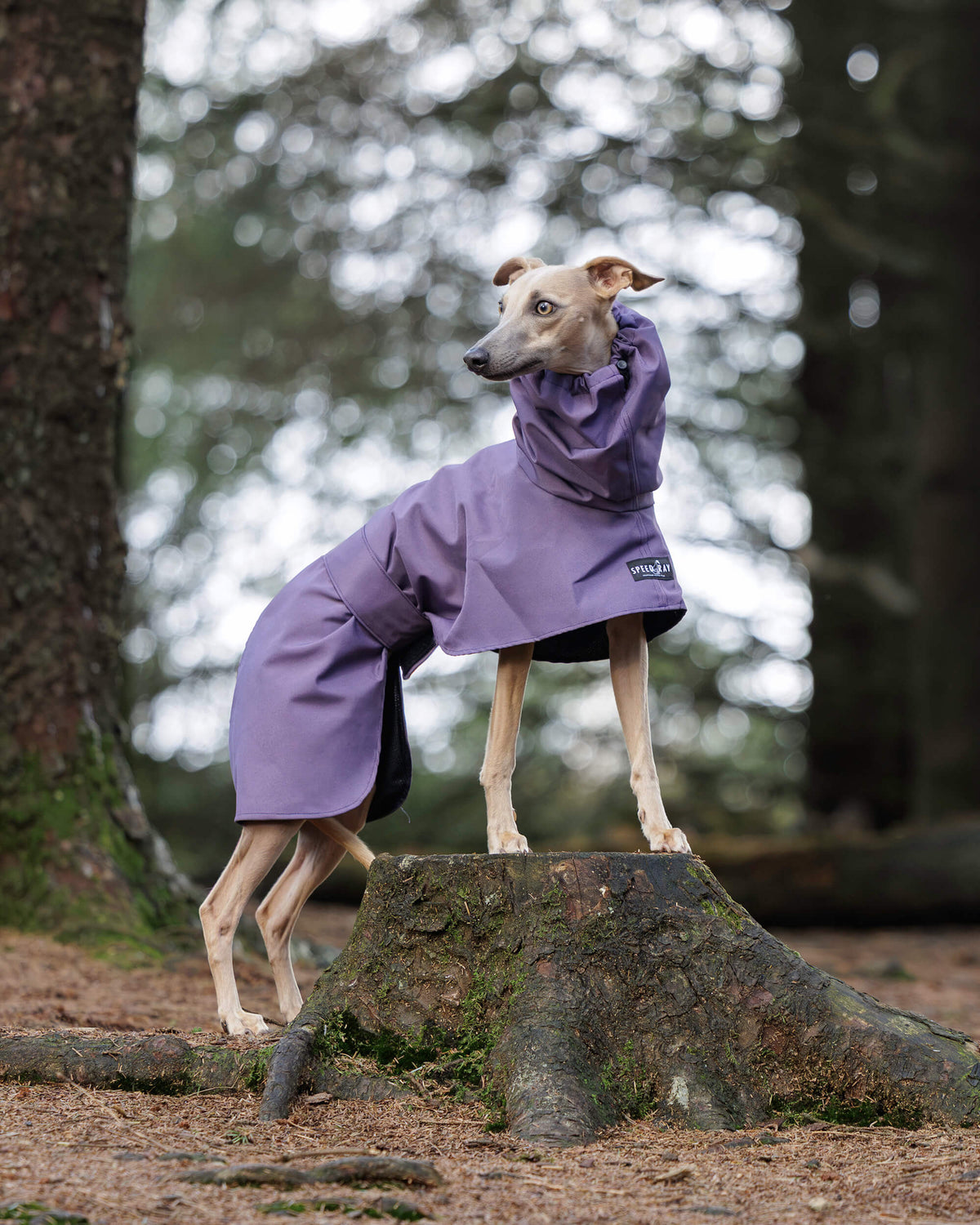 THE ELSA Lightweight, Water Resistant, Whippet Raincoat