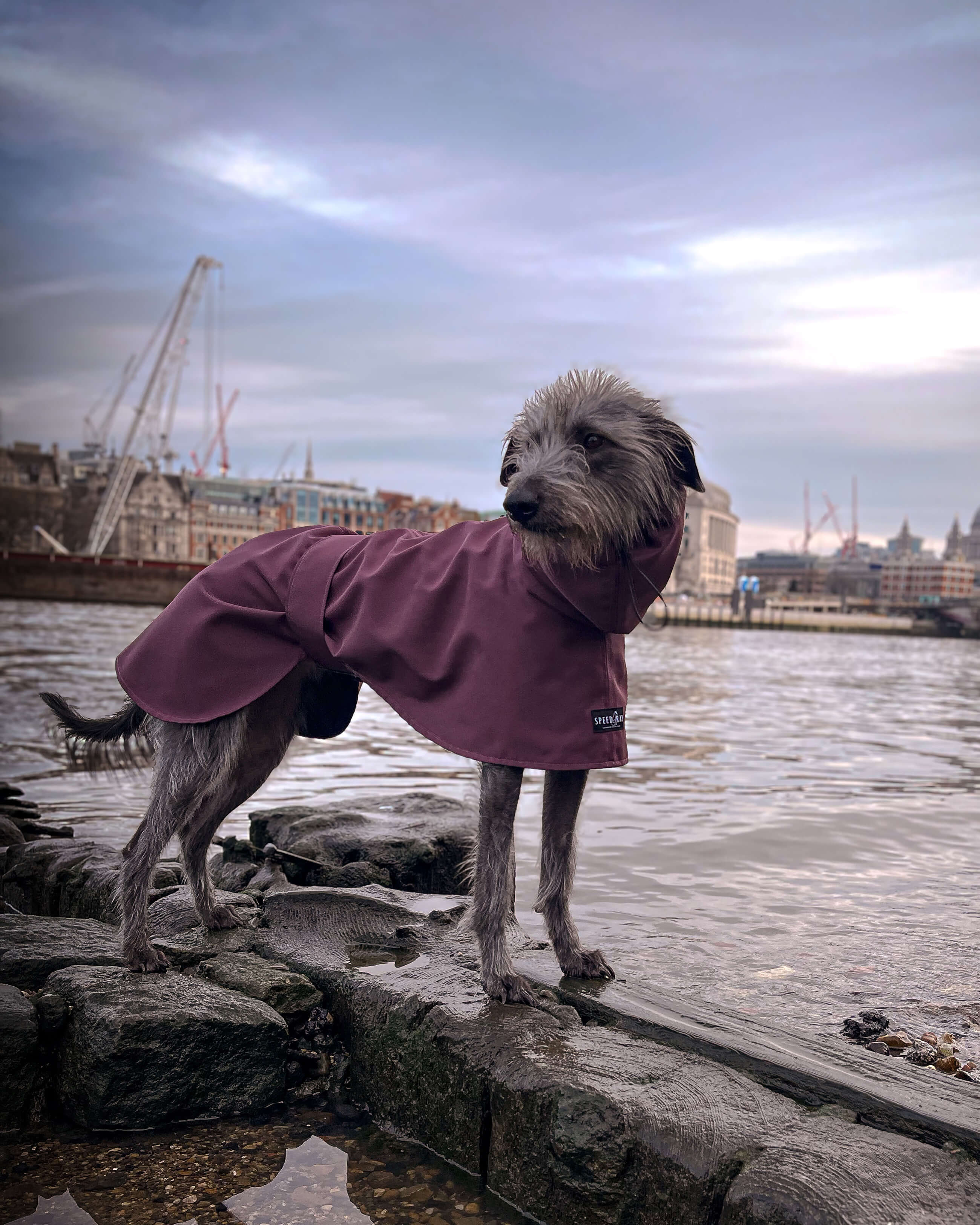 THE ELSA Lightweight, Water Resistant, Whippet Raincoat - Sherpa Edition