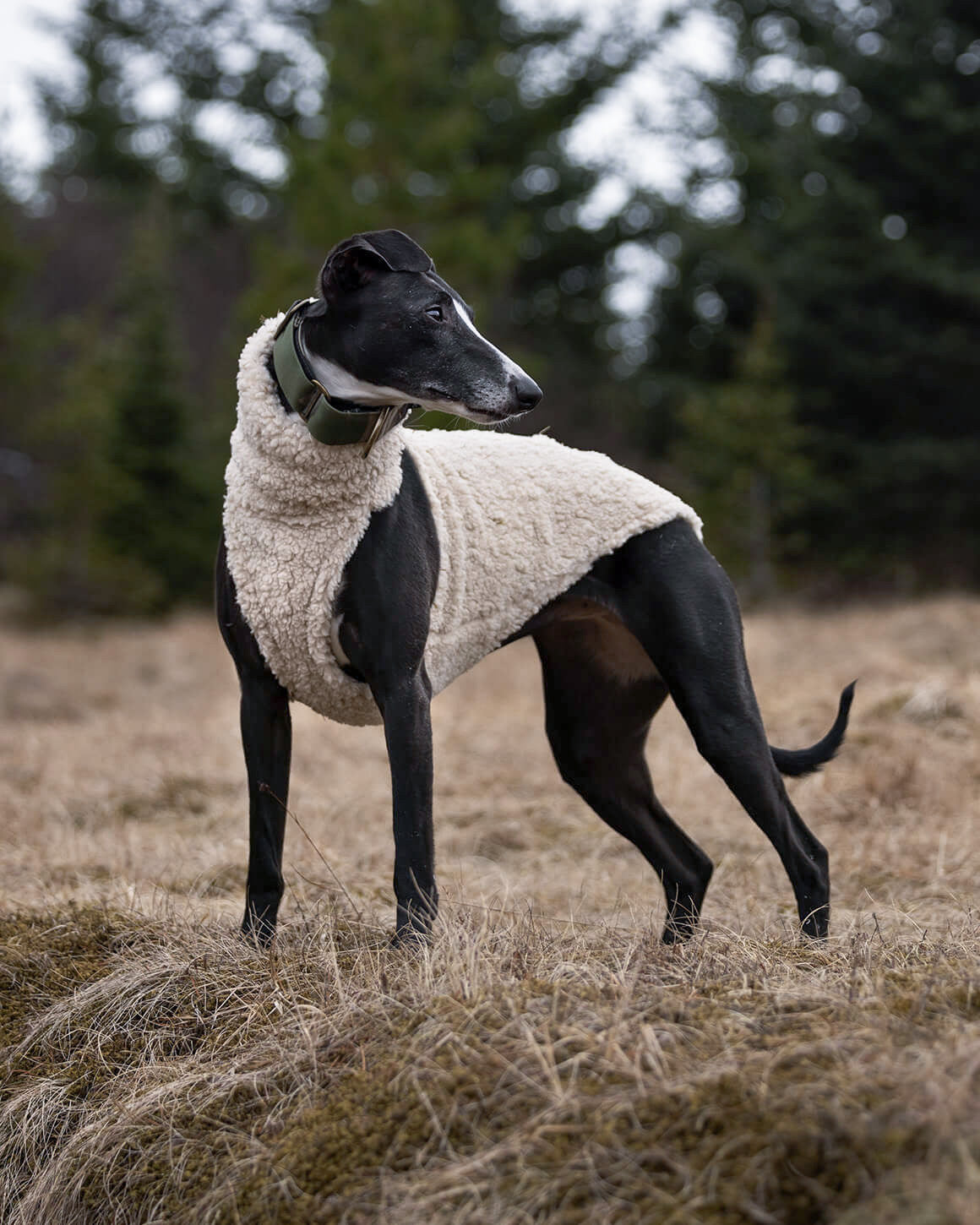 THE DRUNA Jumper - Greyhound Size