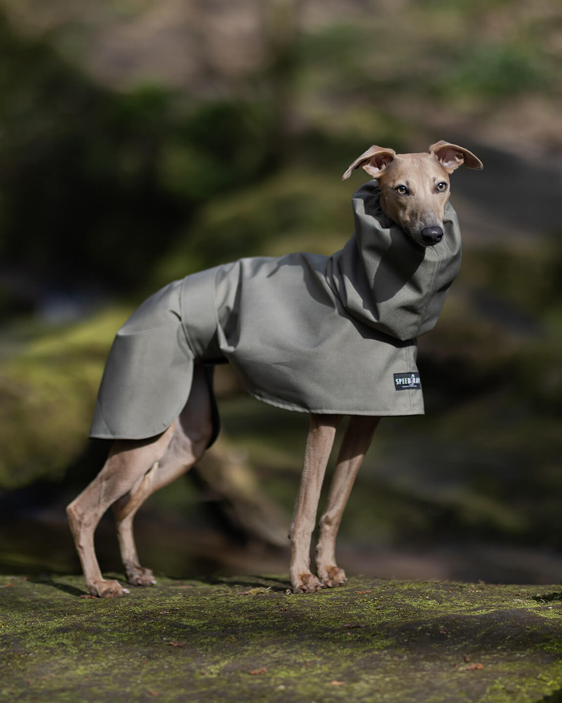 THE ELSA Lightweight, Water Resistant, Whippet Raincoat
