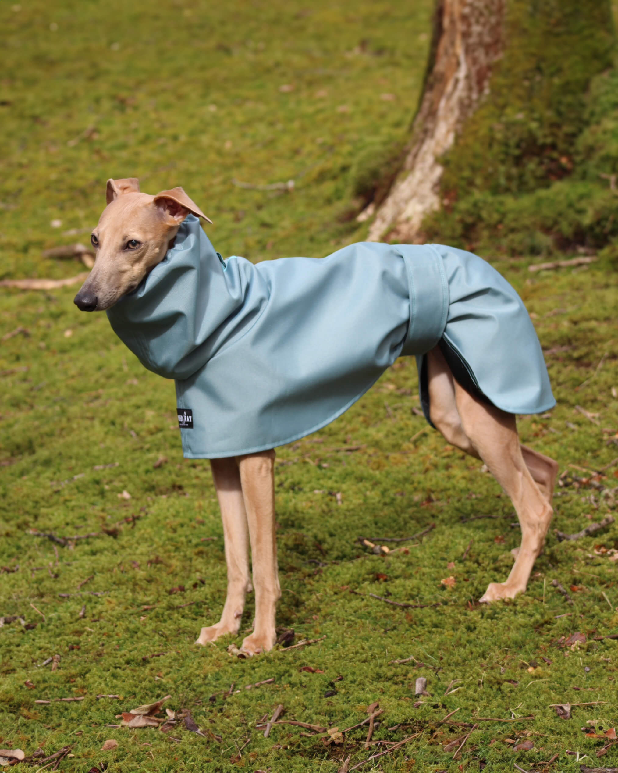THE ELSA Whippet Raincoat - In Stock
