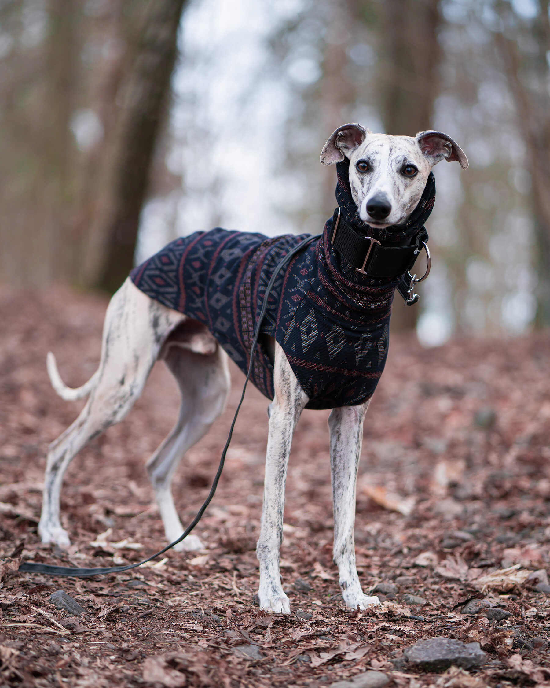 THE SAMMY Whippet Jumper - Main Image