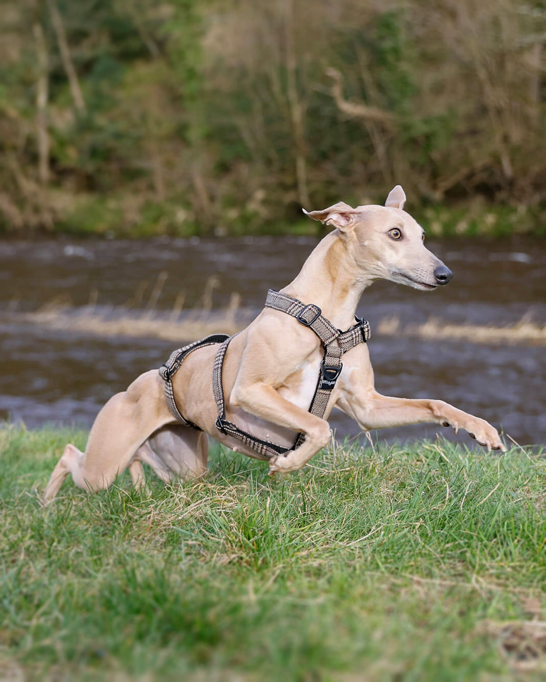 THE ELSA 3 Point Harness