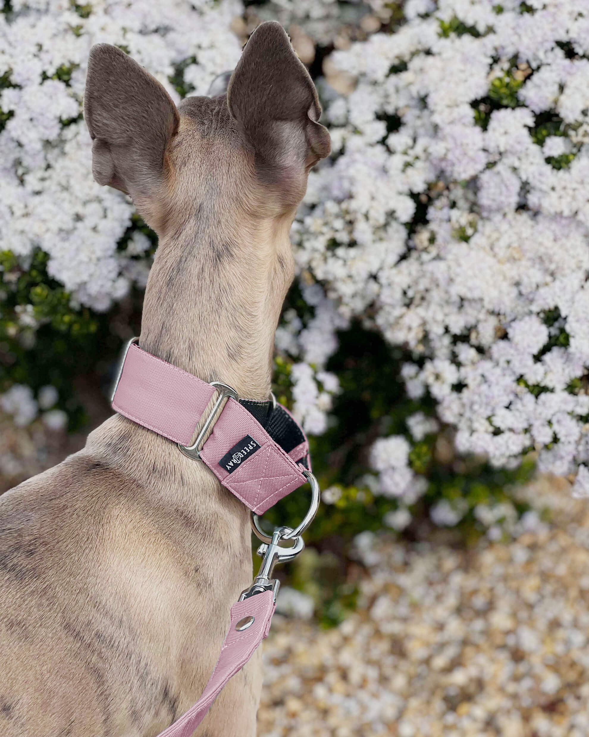THE ELSA Martingale Collar
