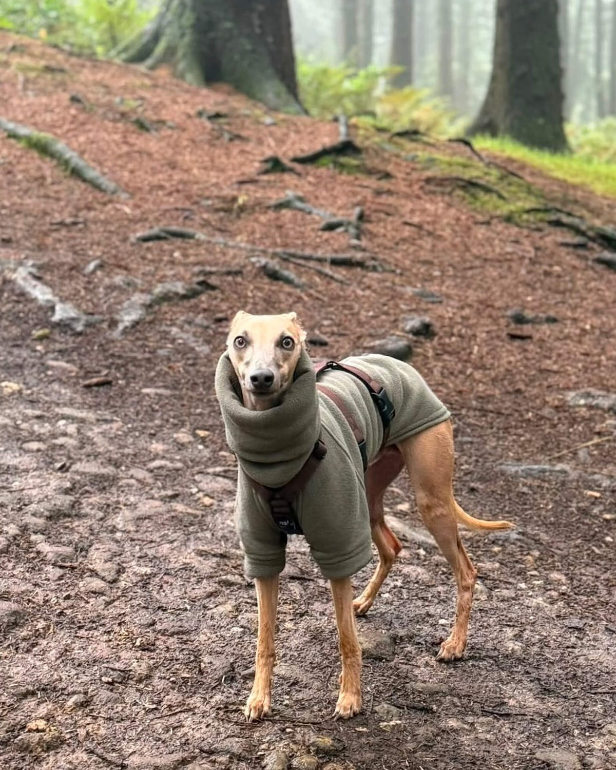 THE BERRY Short Sleeved Premium Fleece Whippet Jumper