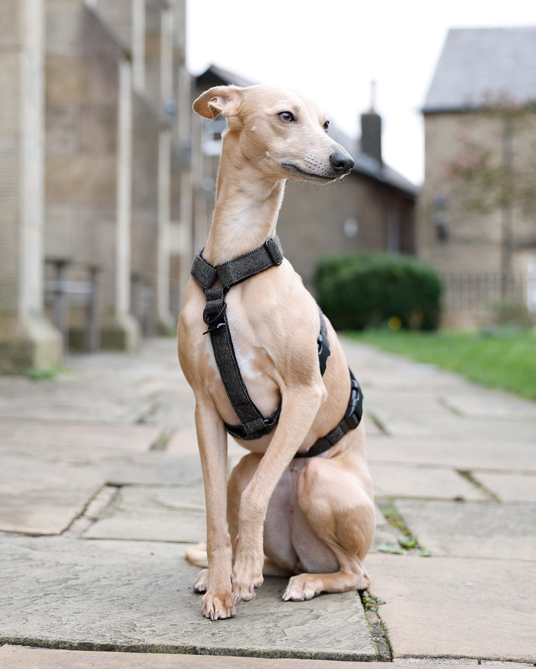 THE ELSA 3 Point Harness