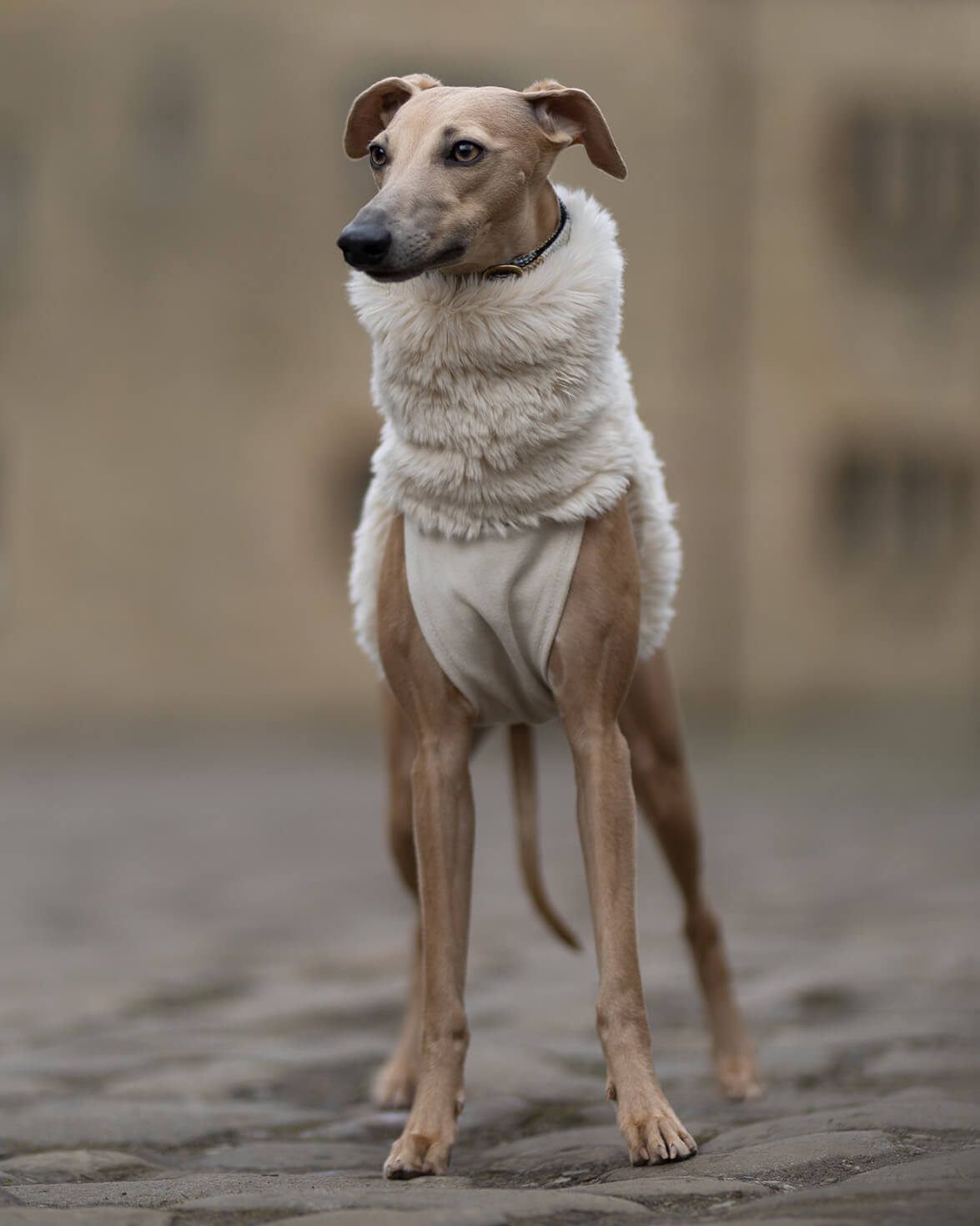The PANDORA Whippet Jumper