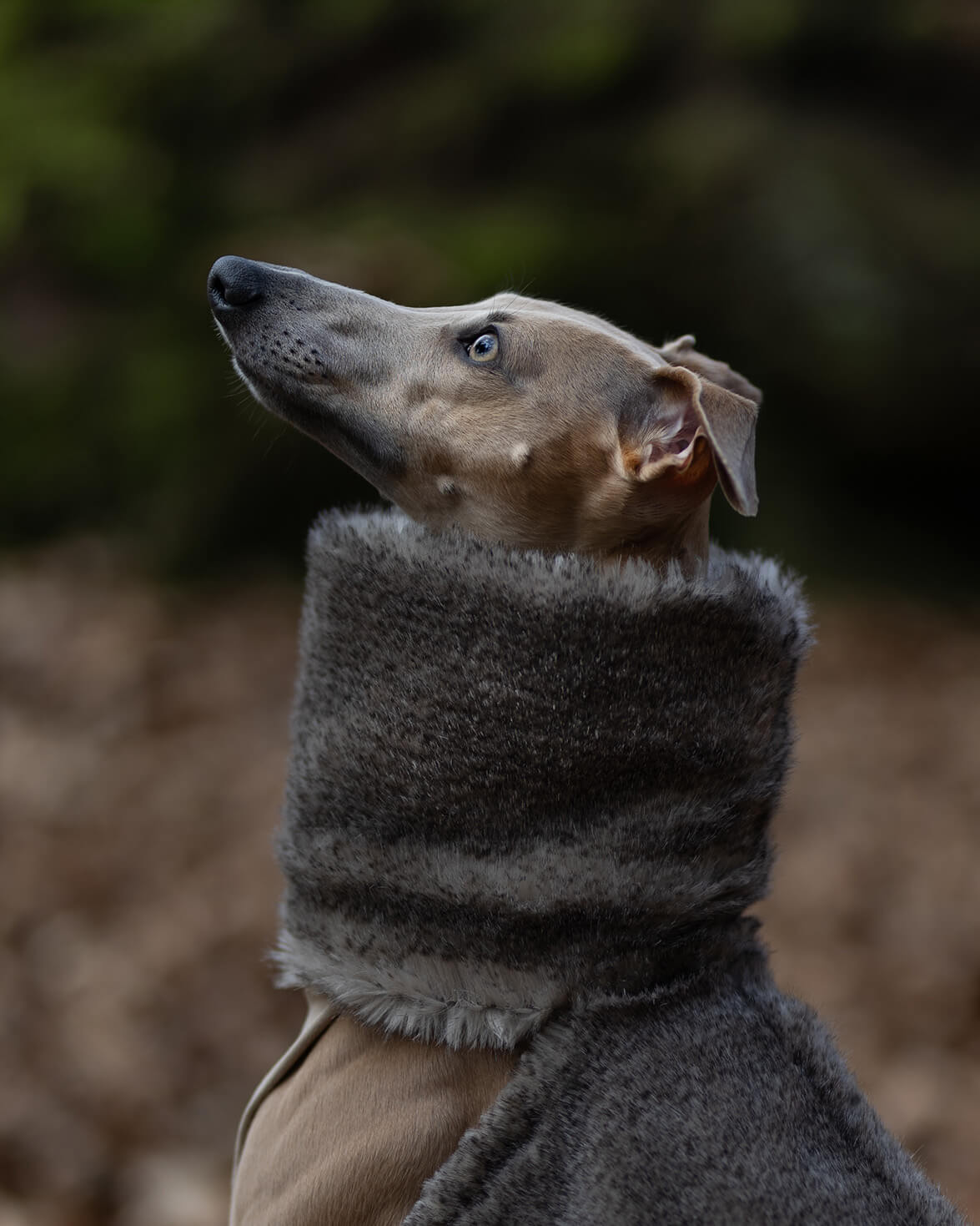 The PANDORA Whippet Jumper