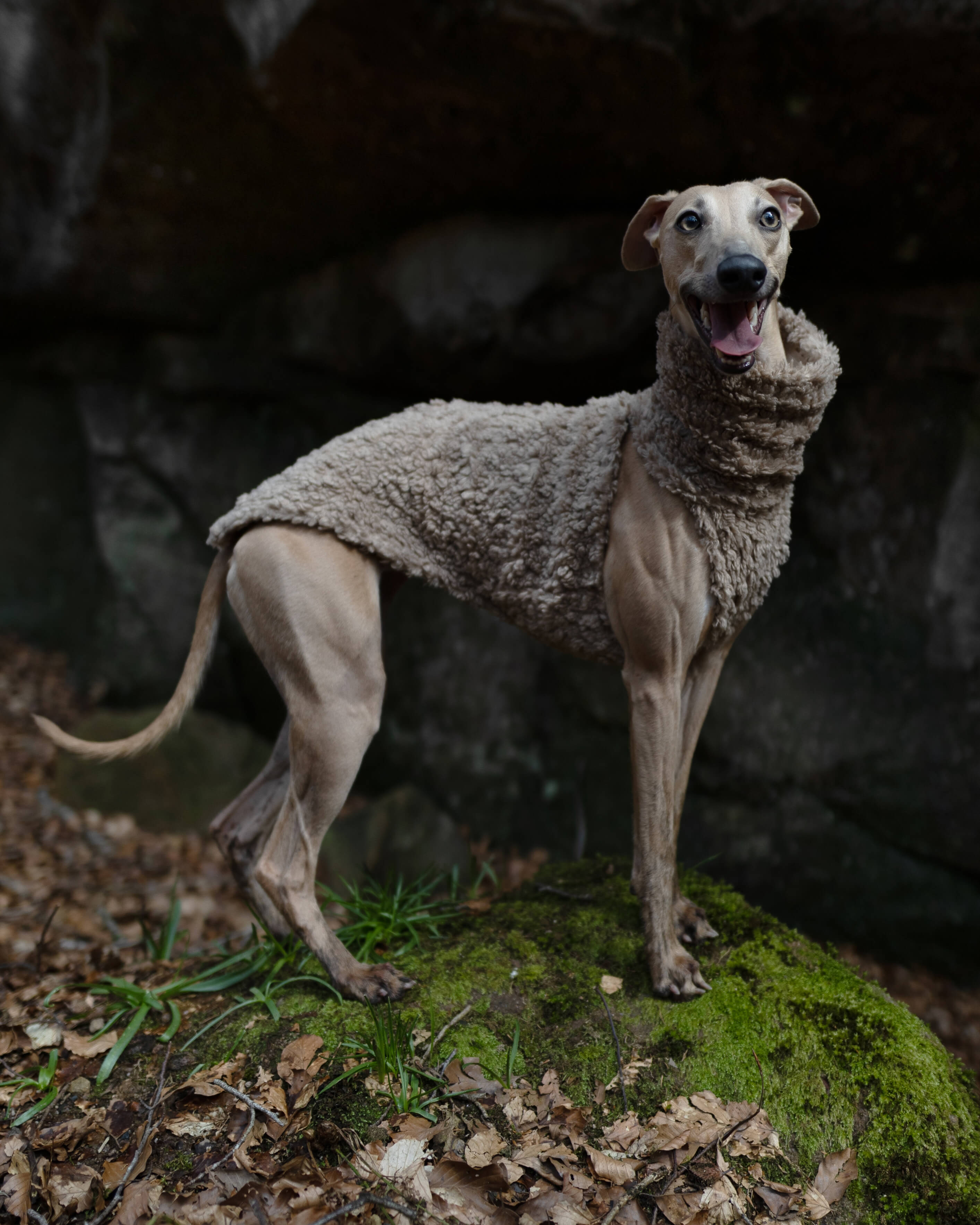 THE DRUNA Jumper - Greyhound Size