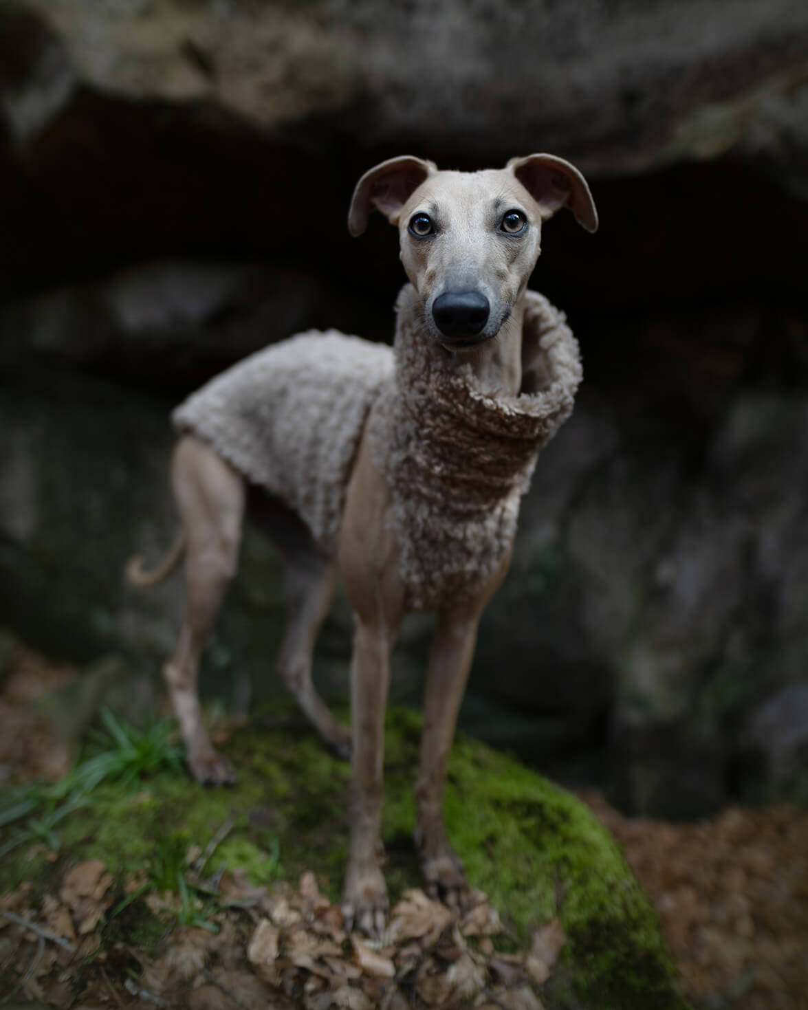 THE DRUNA Jumper - Greyhound Size