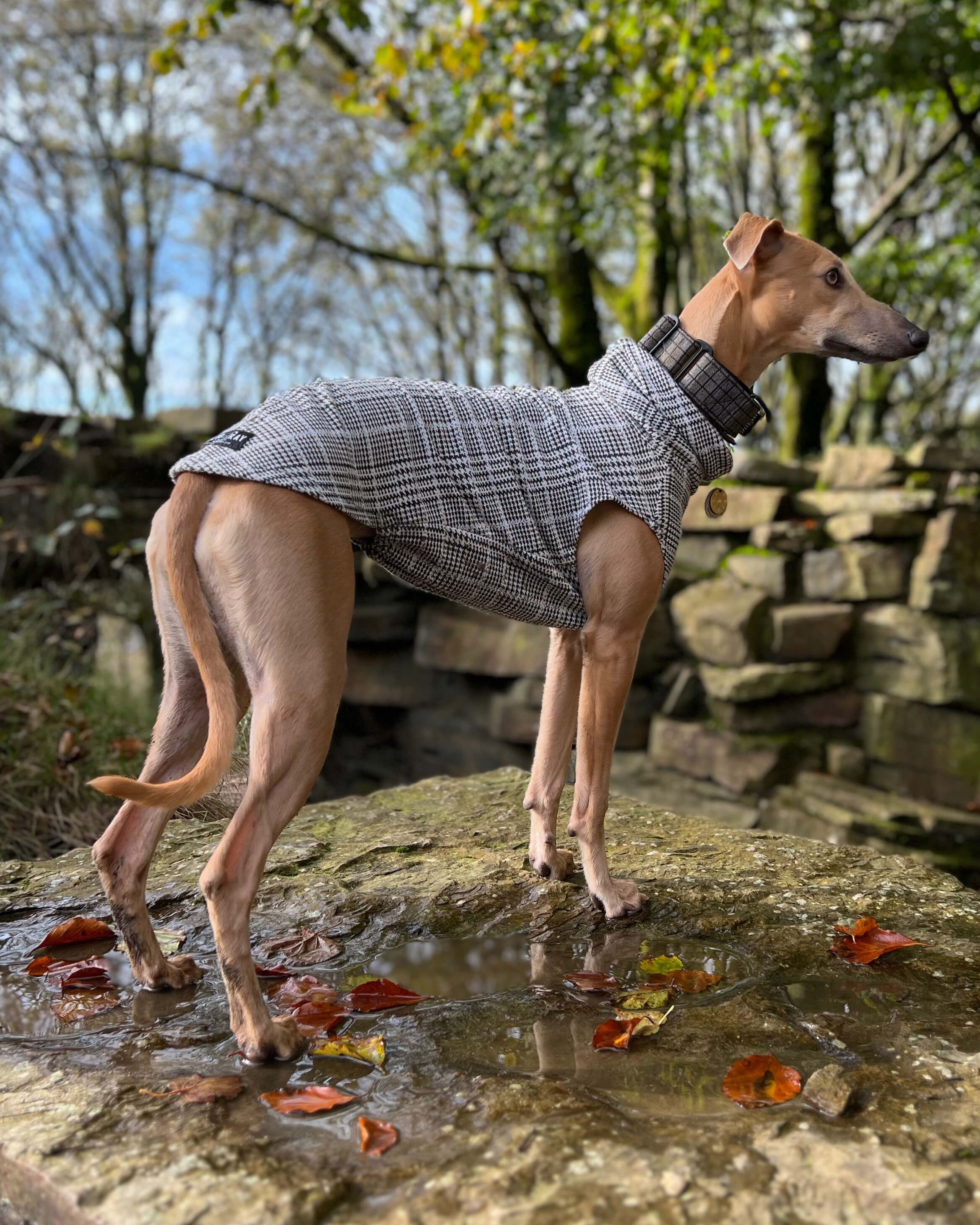 THE DALTON Whippet Jumper