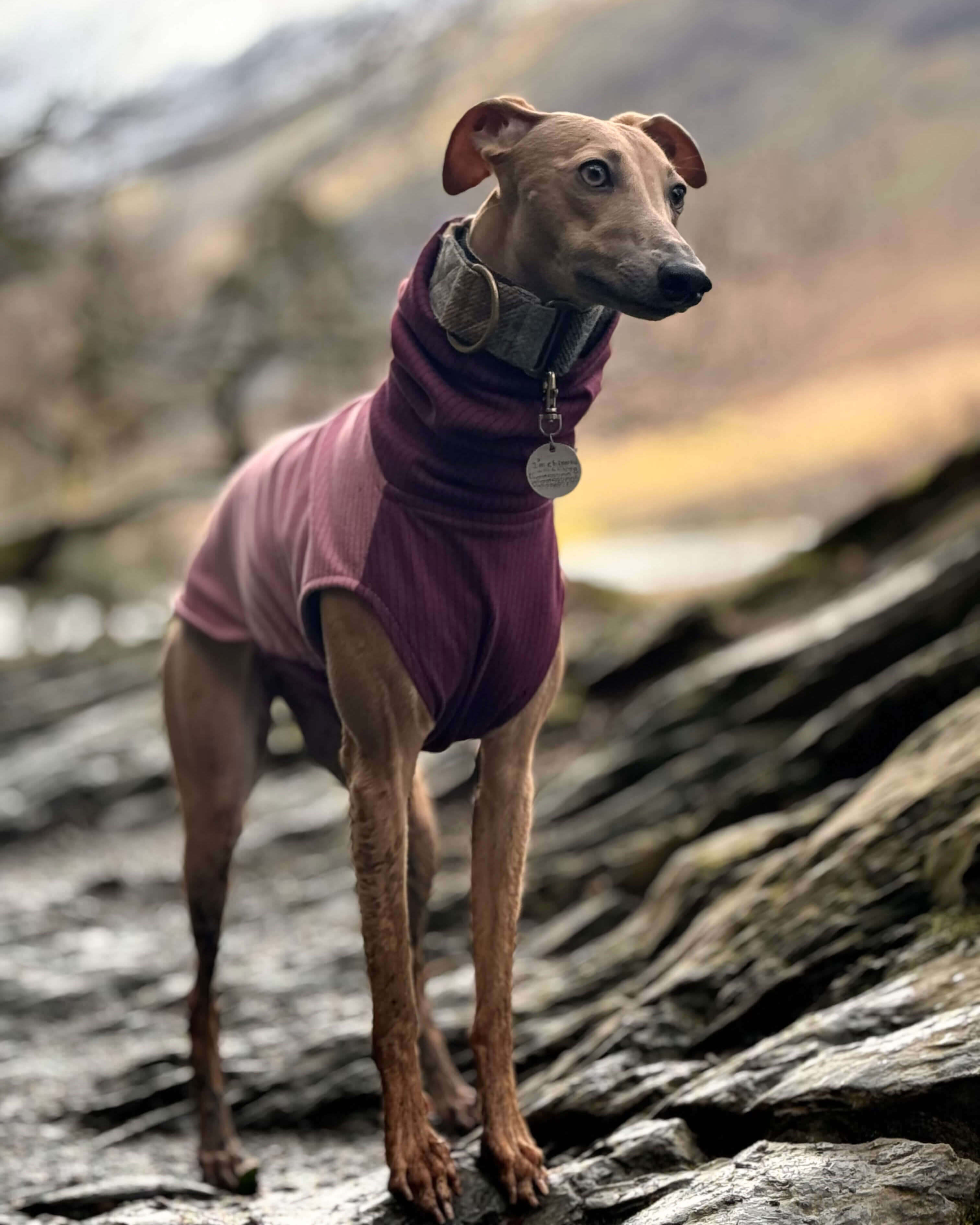 The ENZO Whippet Jumper