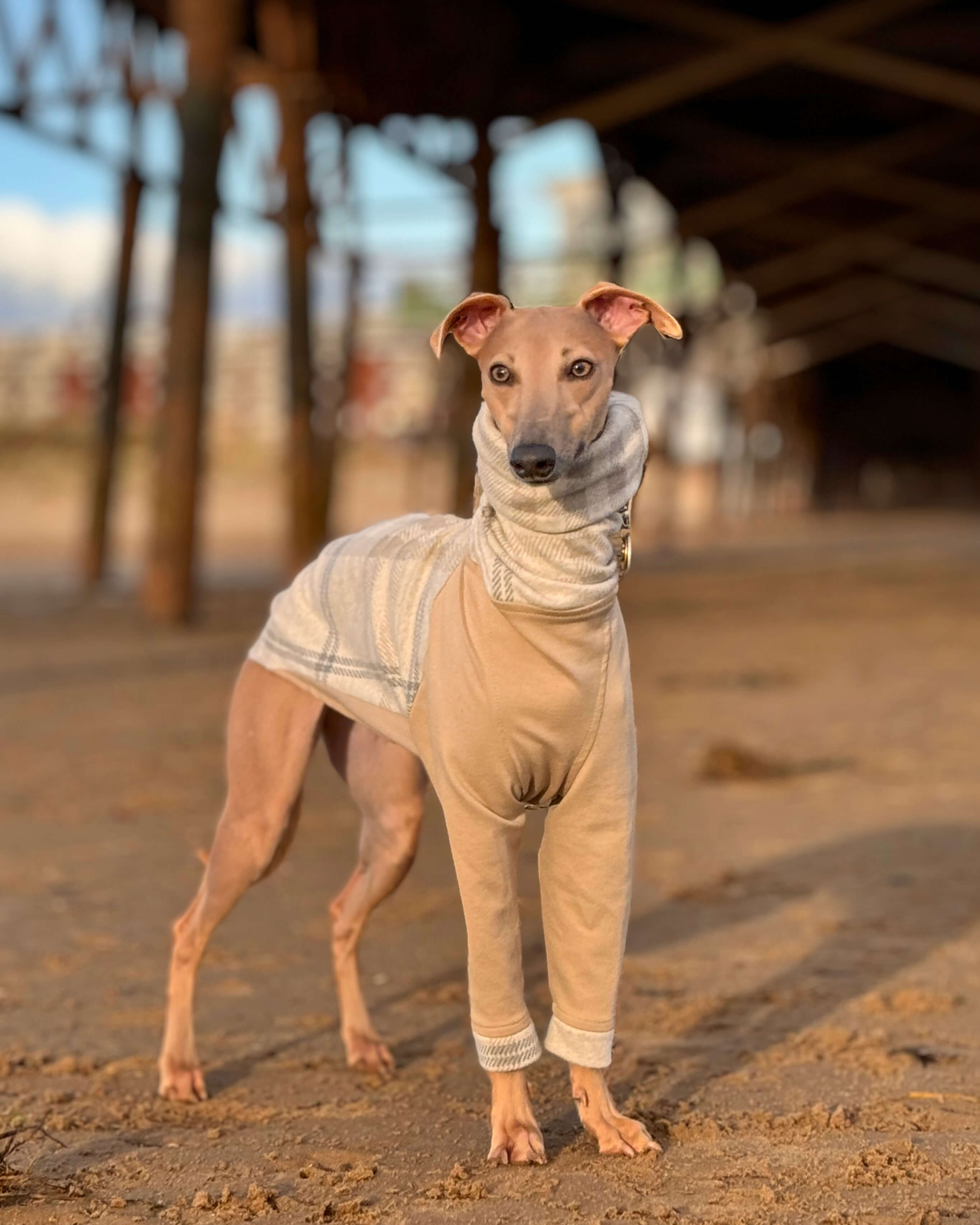 The MARV Jumper - Iggy Size