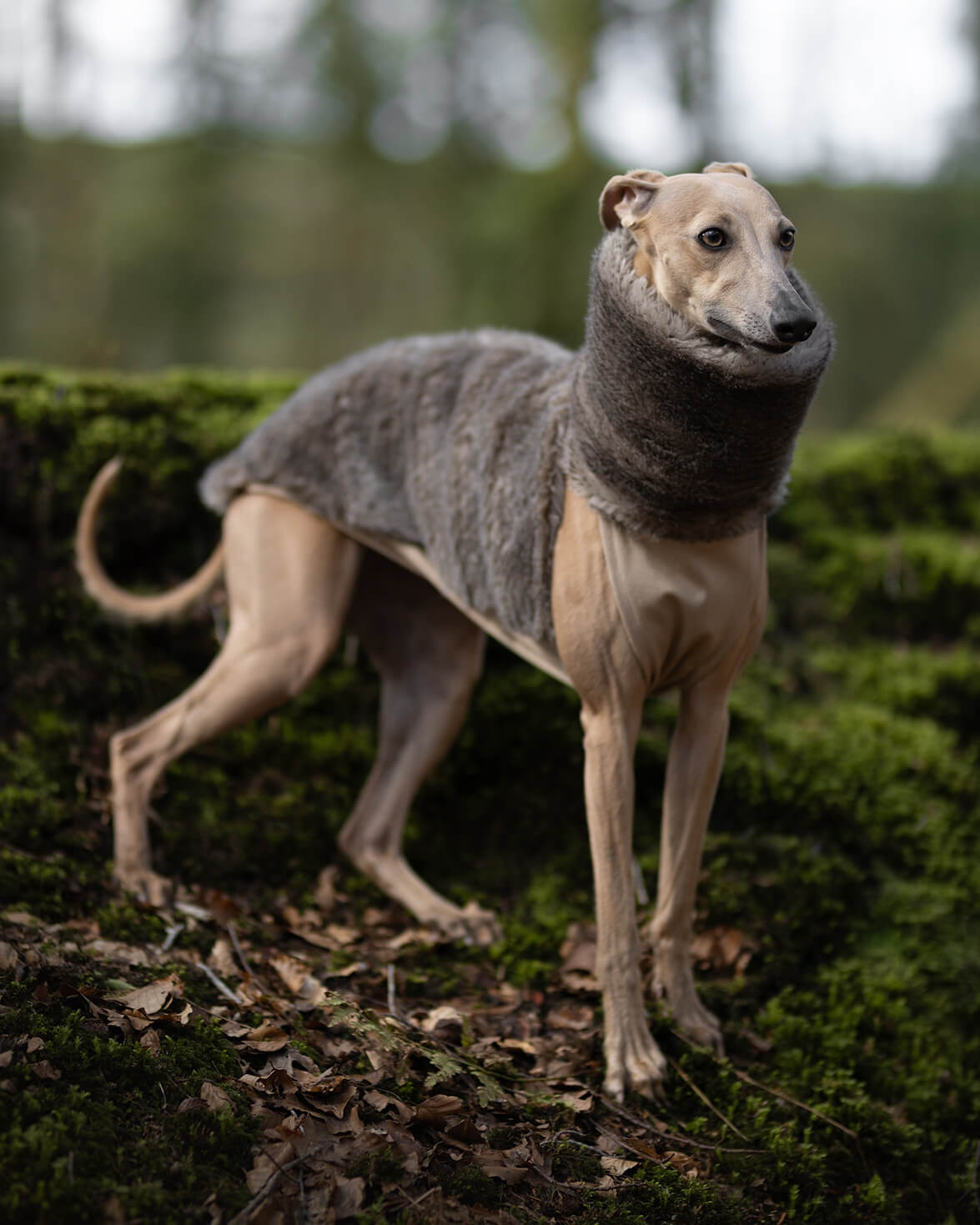 The PANDORA Whippet Jumper
