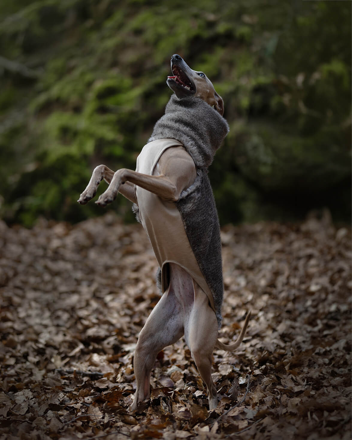 The PANDORA Whippet Jumper