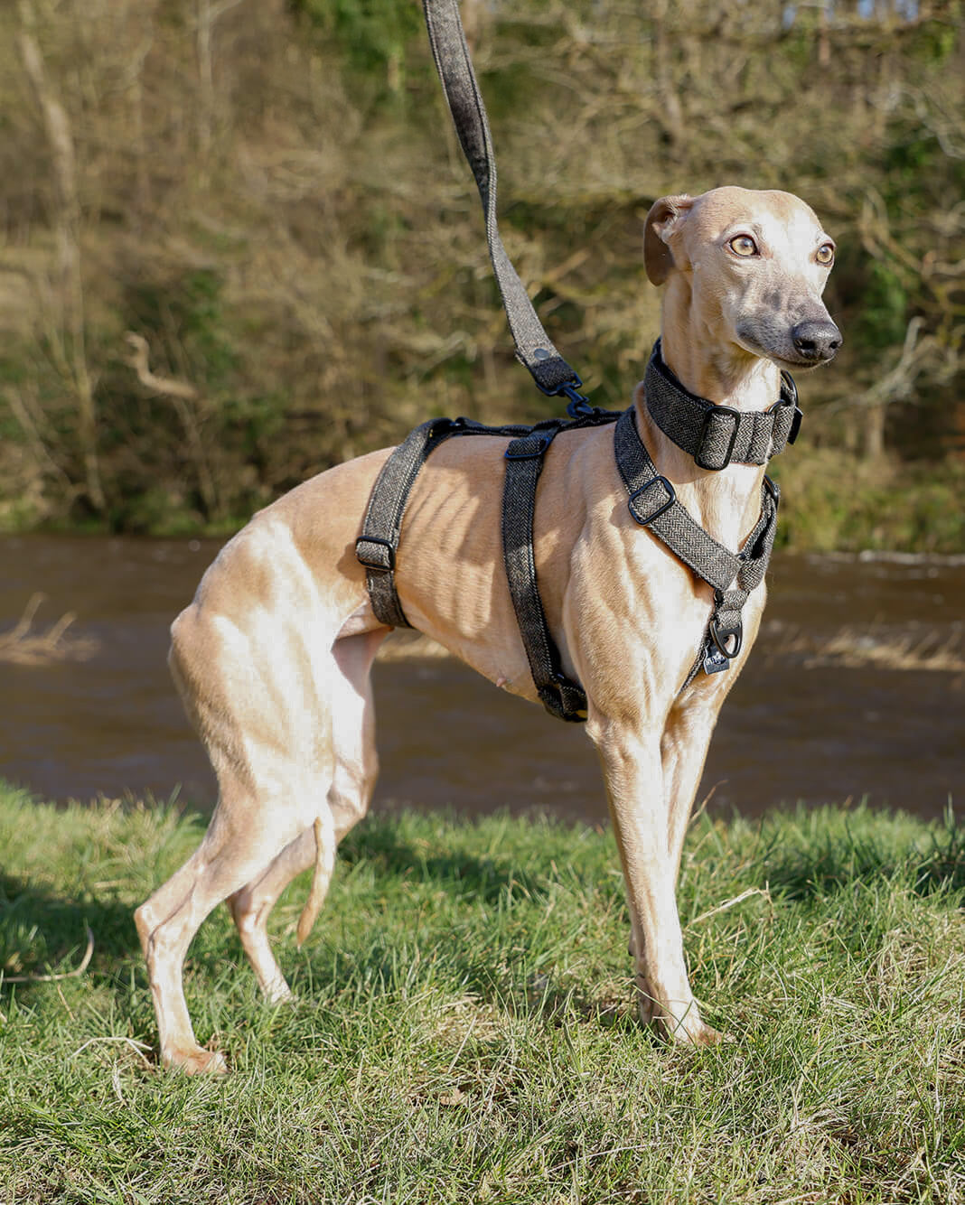 THE ELSA 3 Point Harness