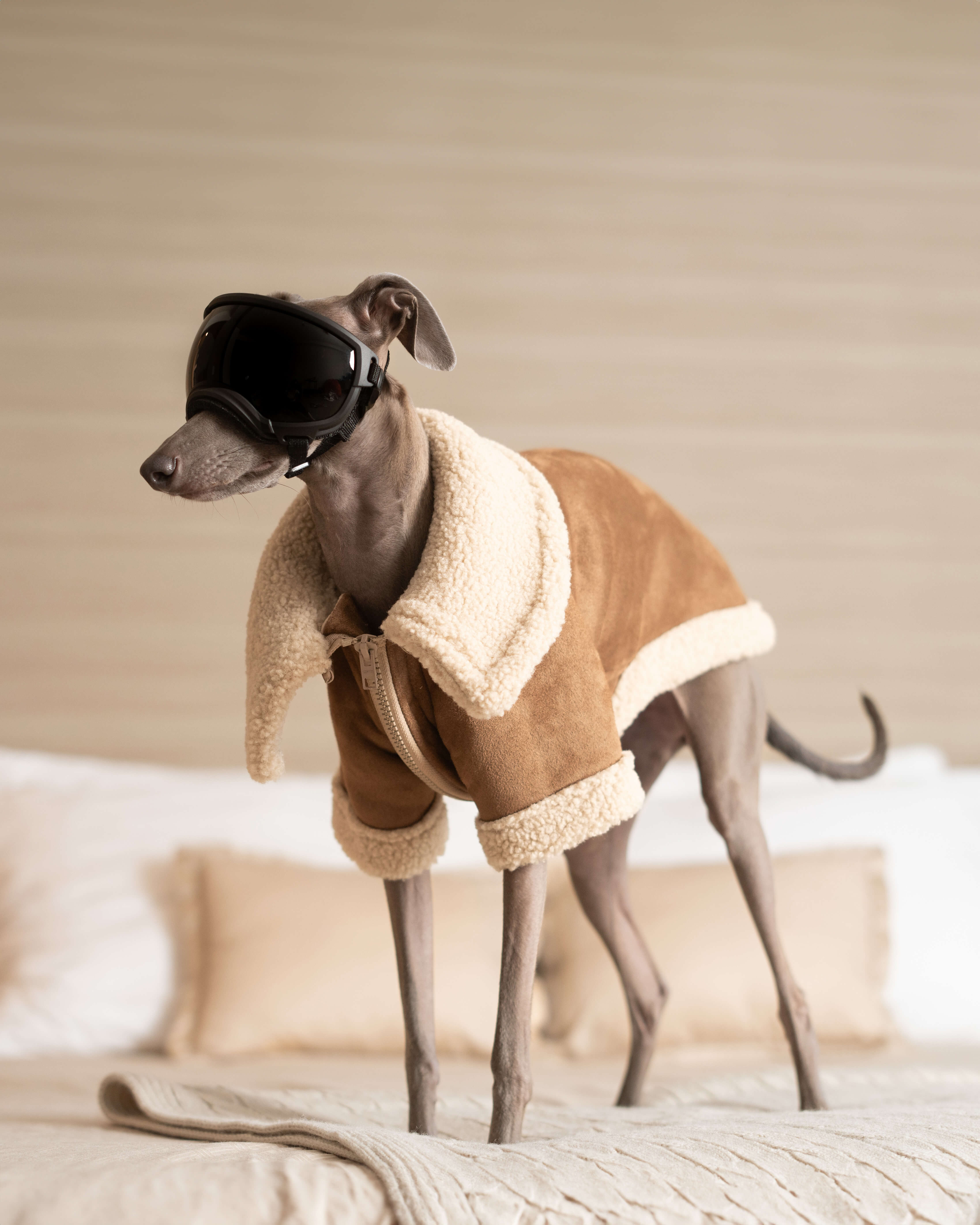 THE ANUBIS Flying Jacket - Iggy Size