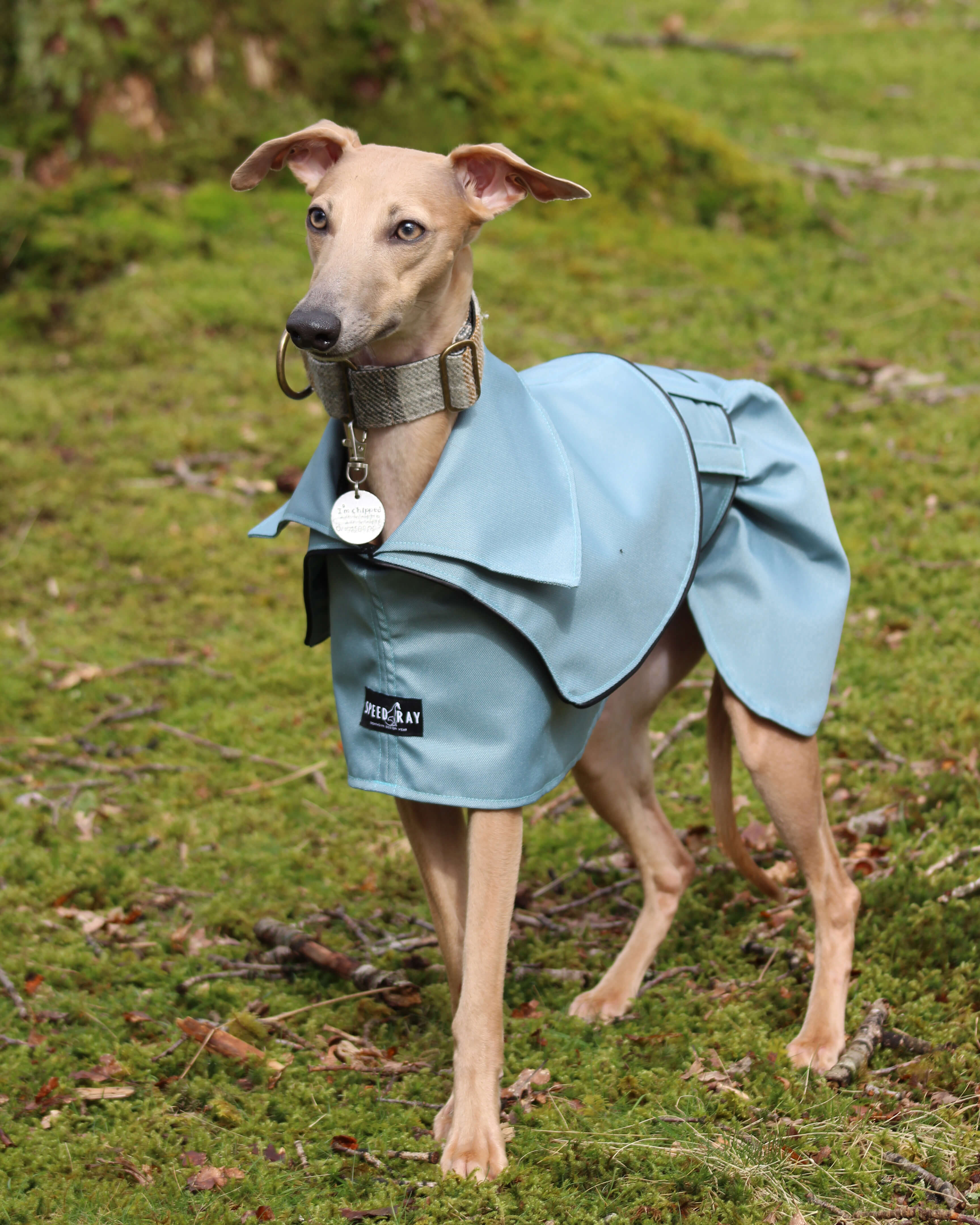 THE ELSA Whippet Trench Raincoat - In Stock