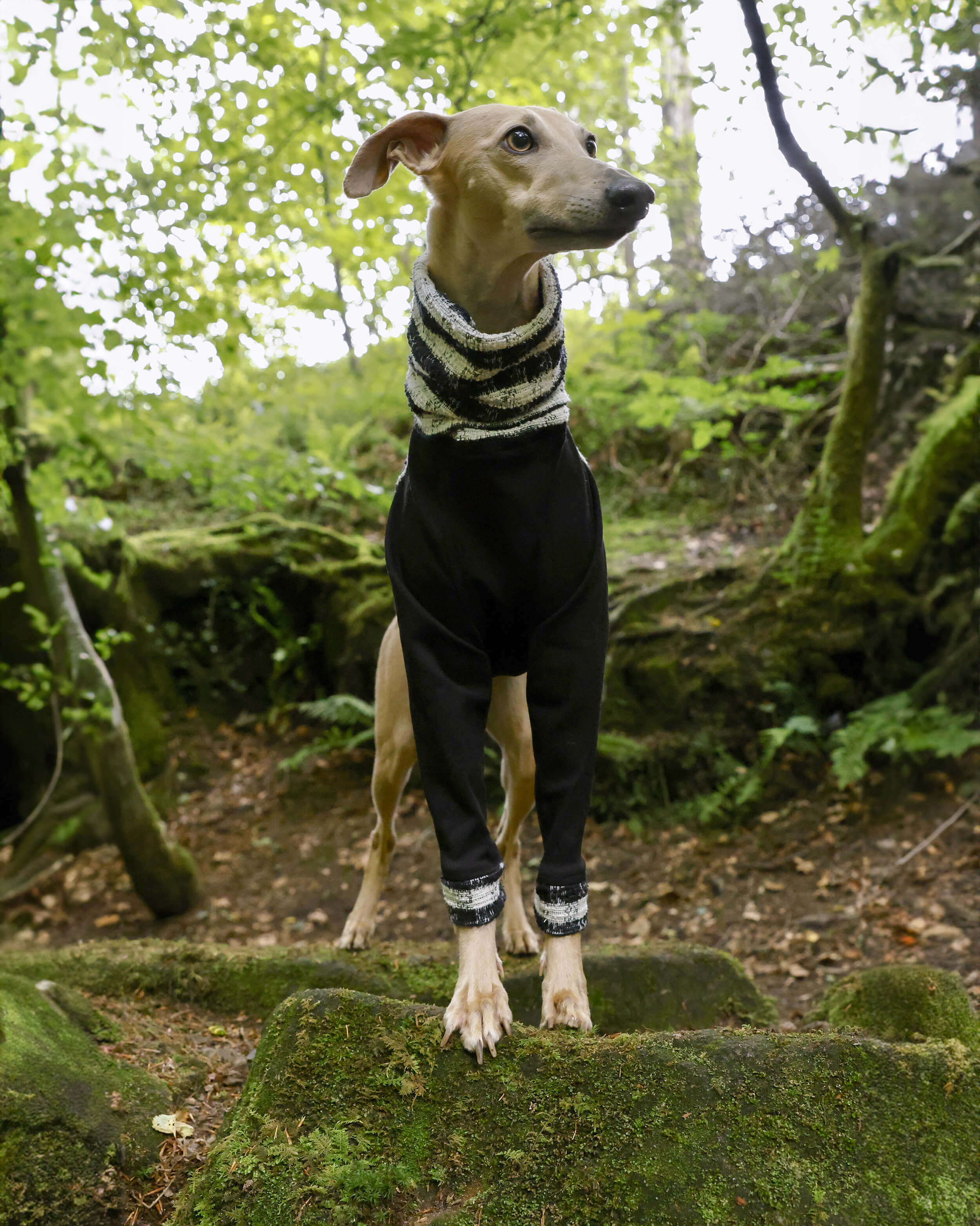THE MILLIE ESMEE Jumper - Greyhound Size