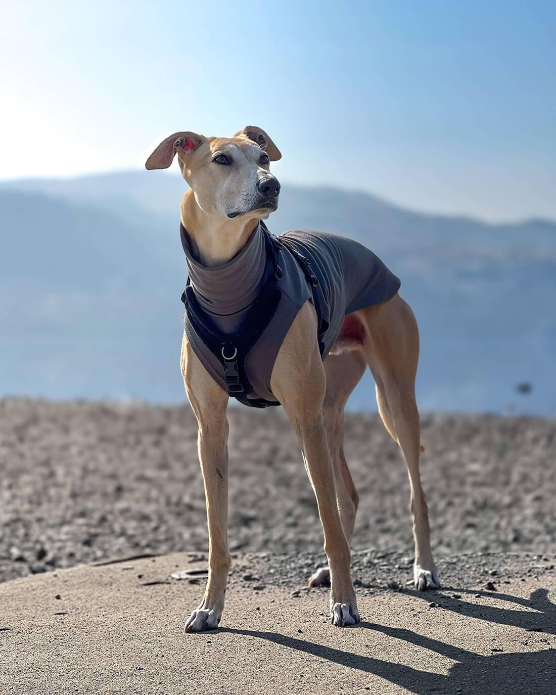 Lurcher dog jumper