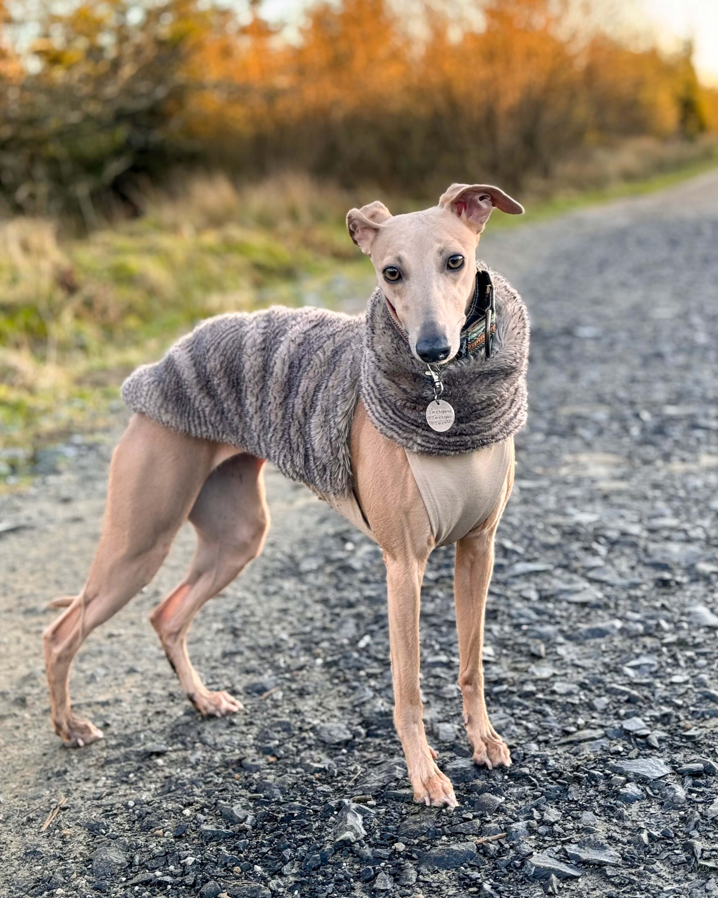 The PANDORA Whippet Jumper