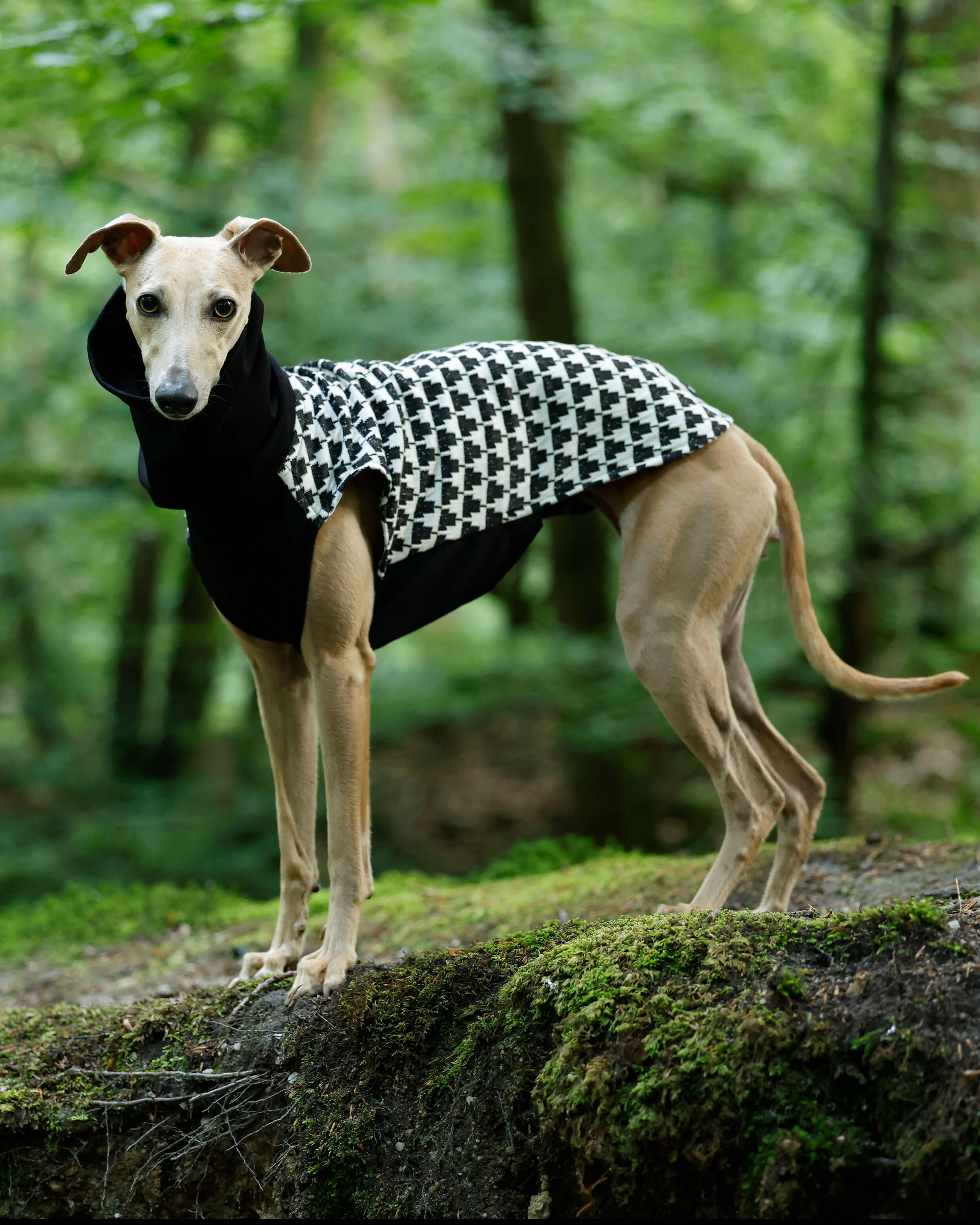 THE MILLIE ESMEE Jumper - Greyhound Size
