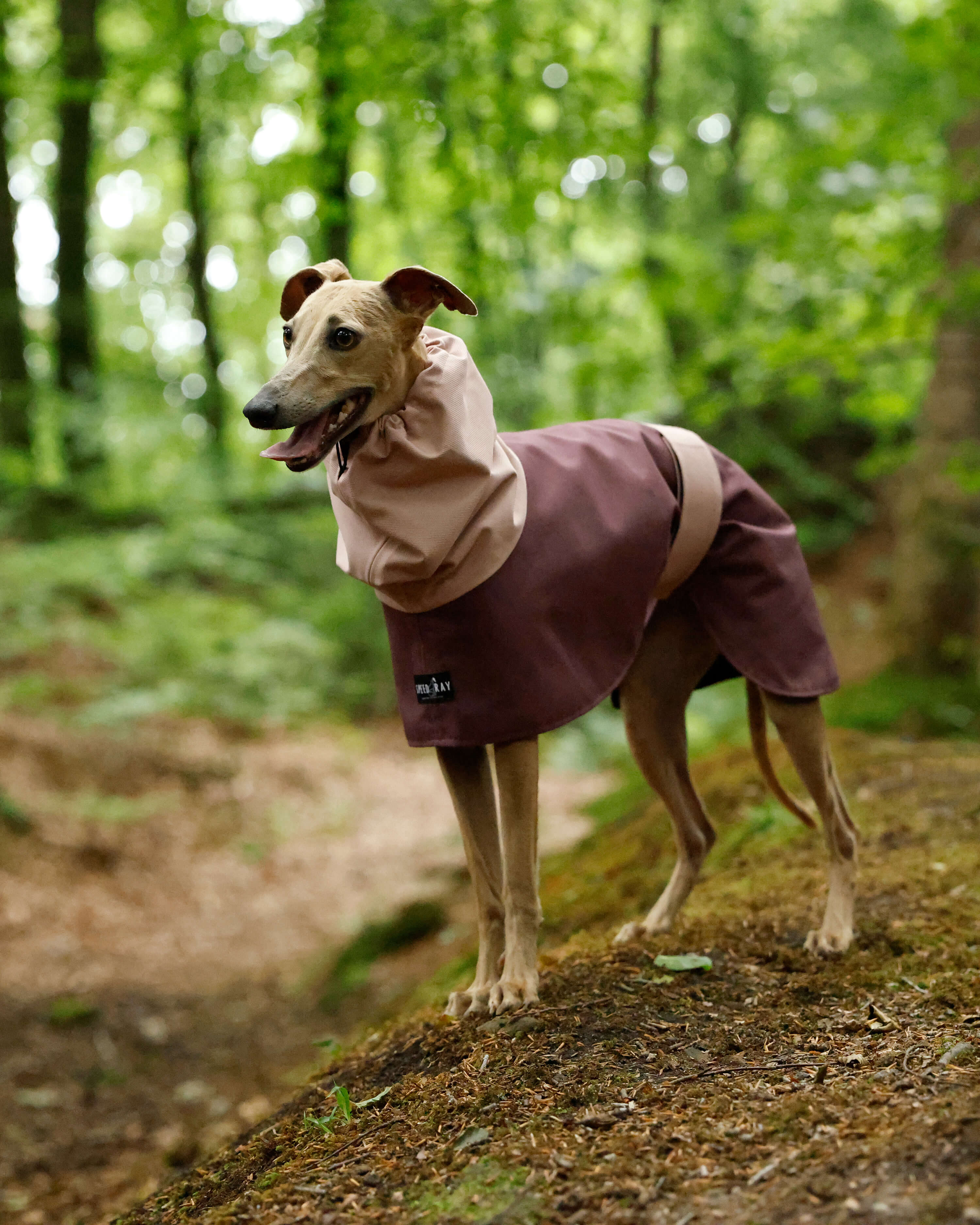 THE ELSA Two Tone Raincoat - Greyhound Size