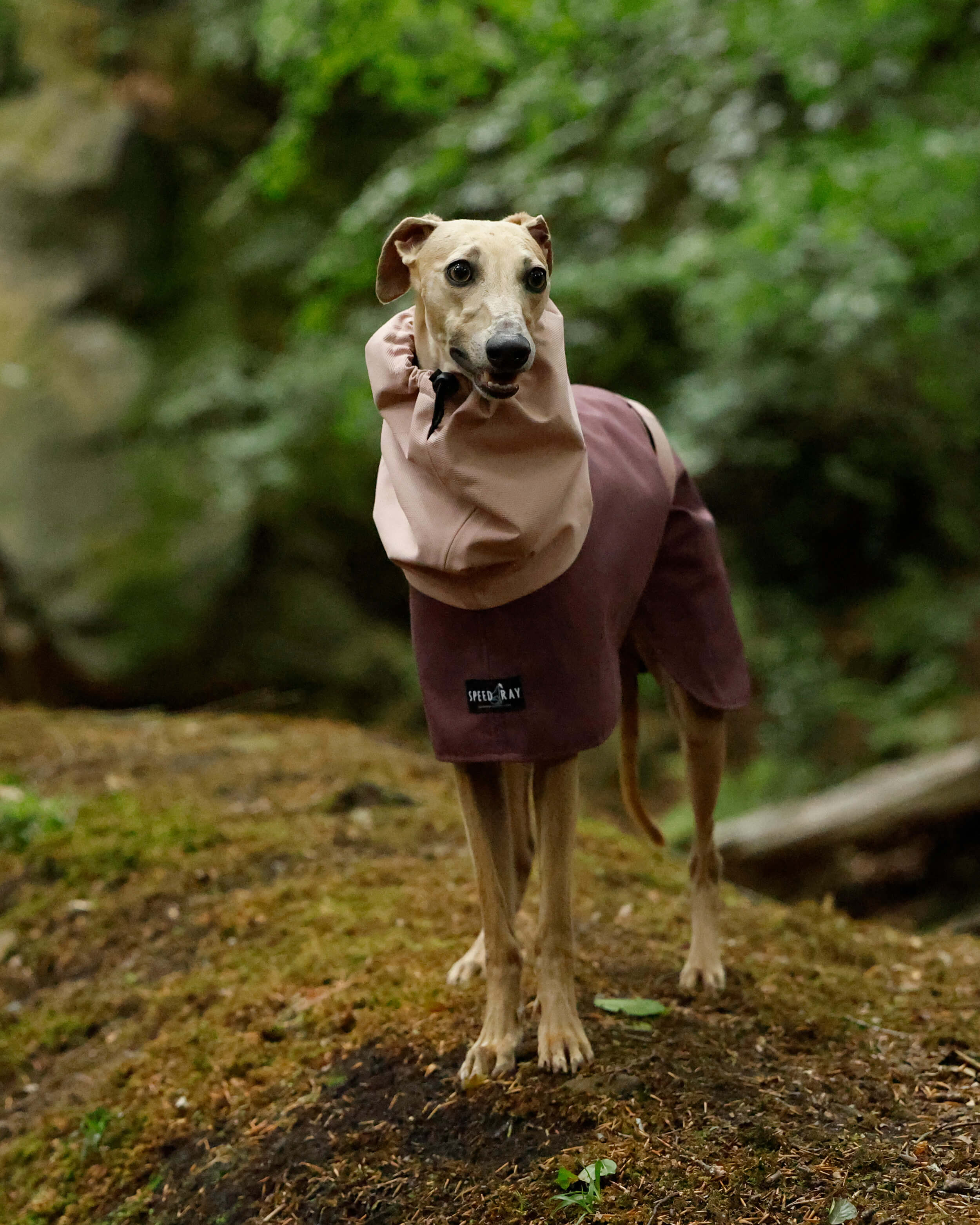 THE ELSA Two Tone Raincoat - Greyhound Size